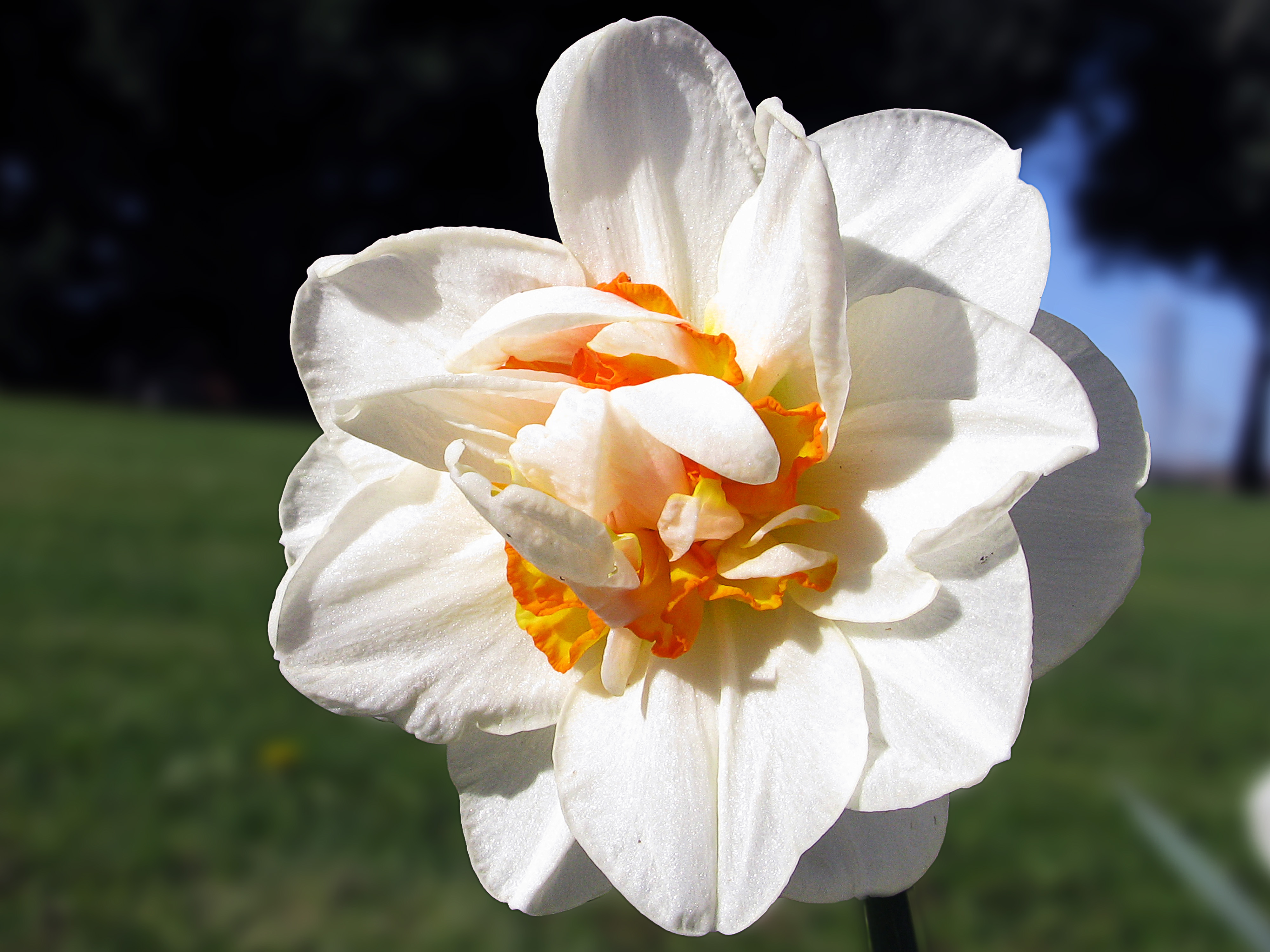 Variedad de Narciso doble (16974693719)