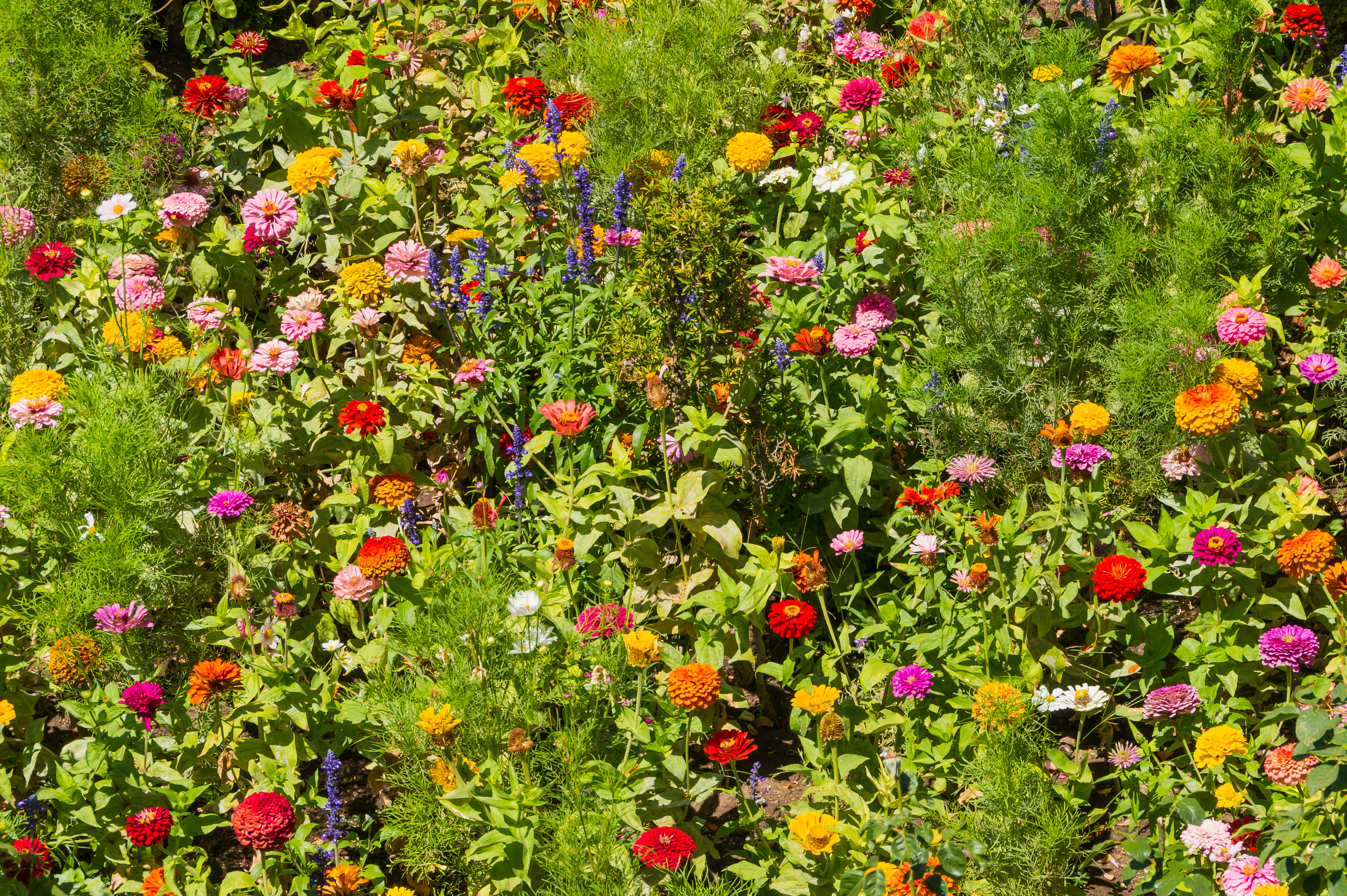Various flowers in Generalife gardens, Granada, Spain