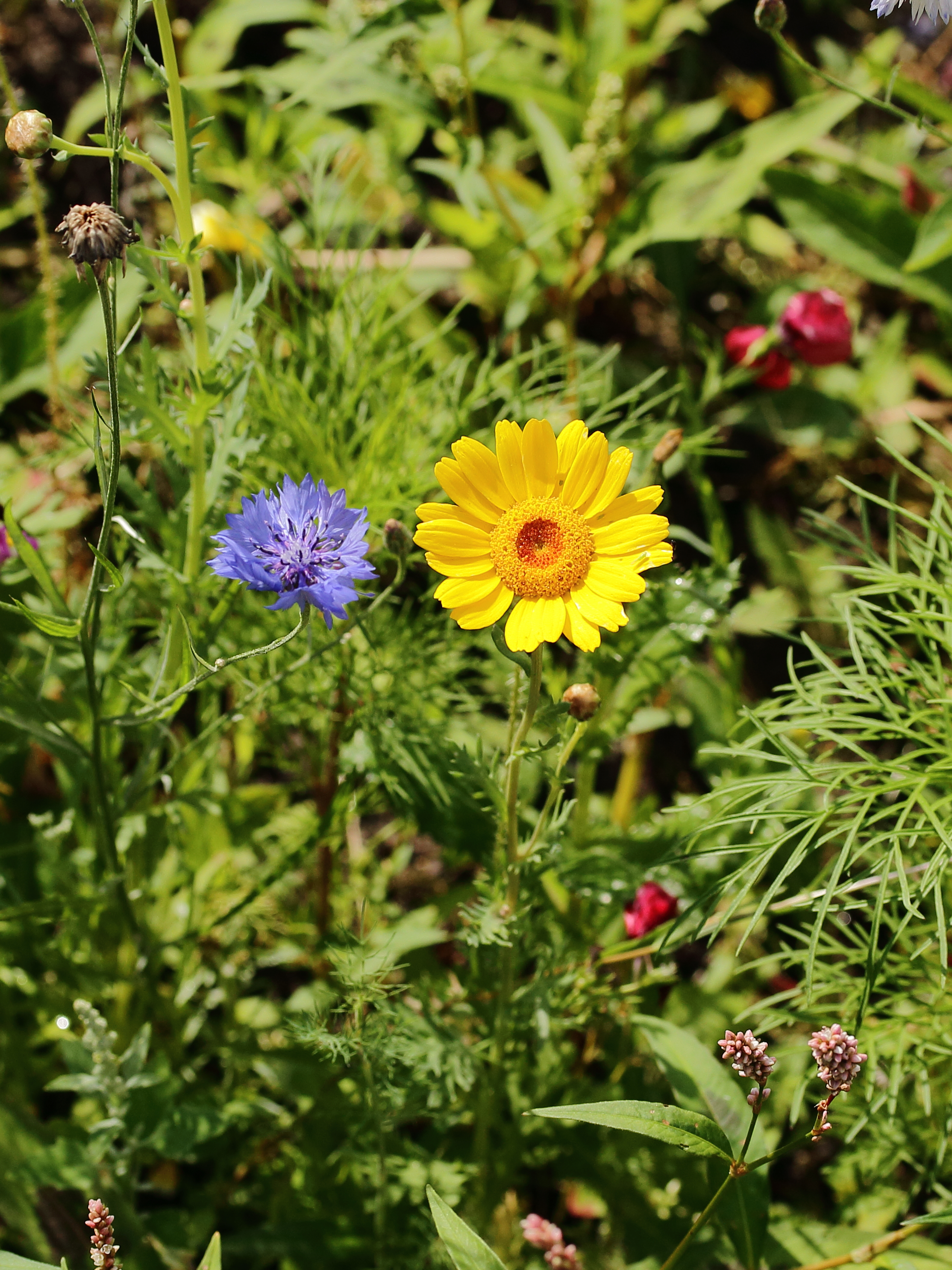 Veldbloemen 02