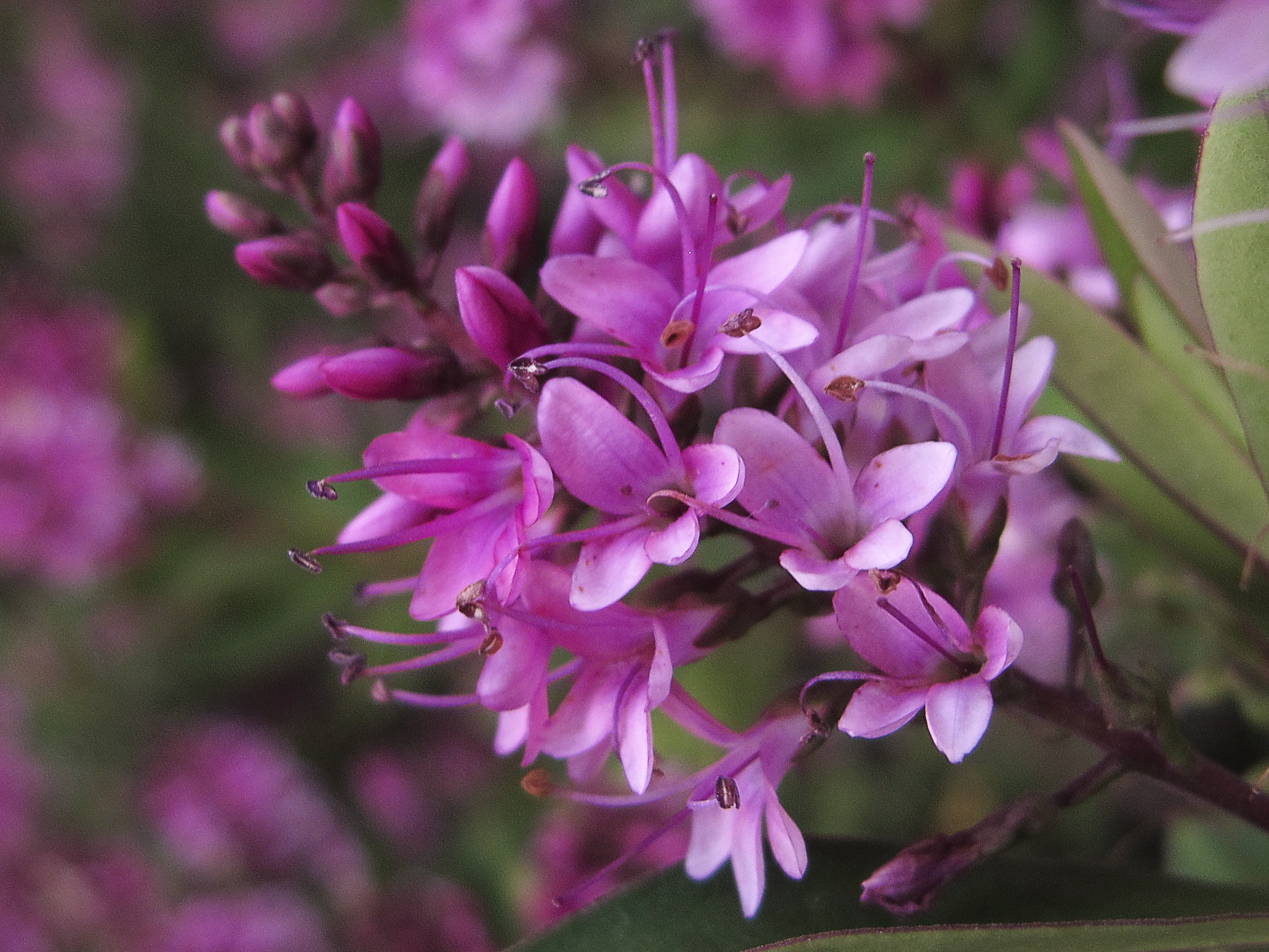 Verónica Hebe sp (18296357403)