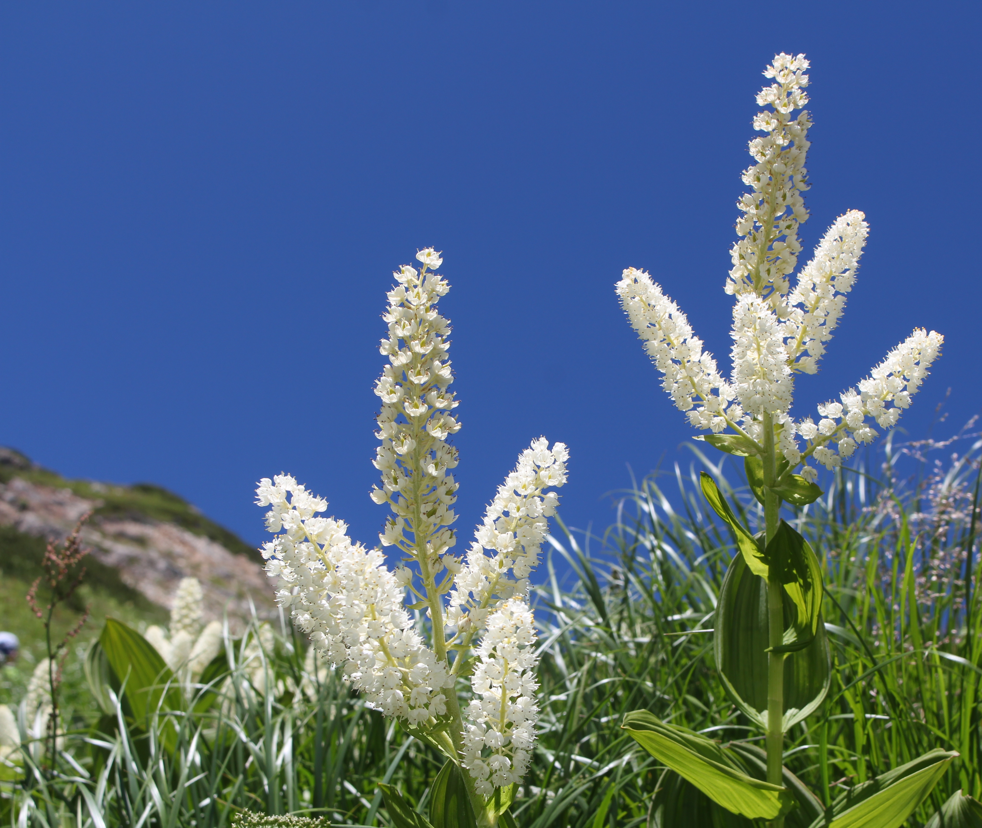Veratrum stamineum (Mount Shiroumayari)