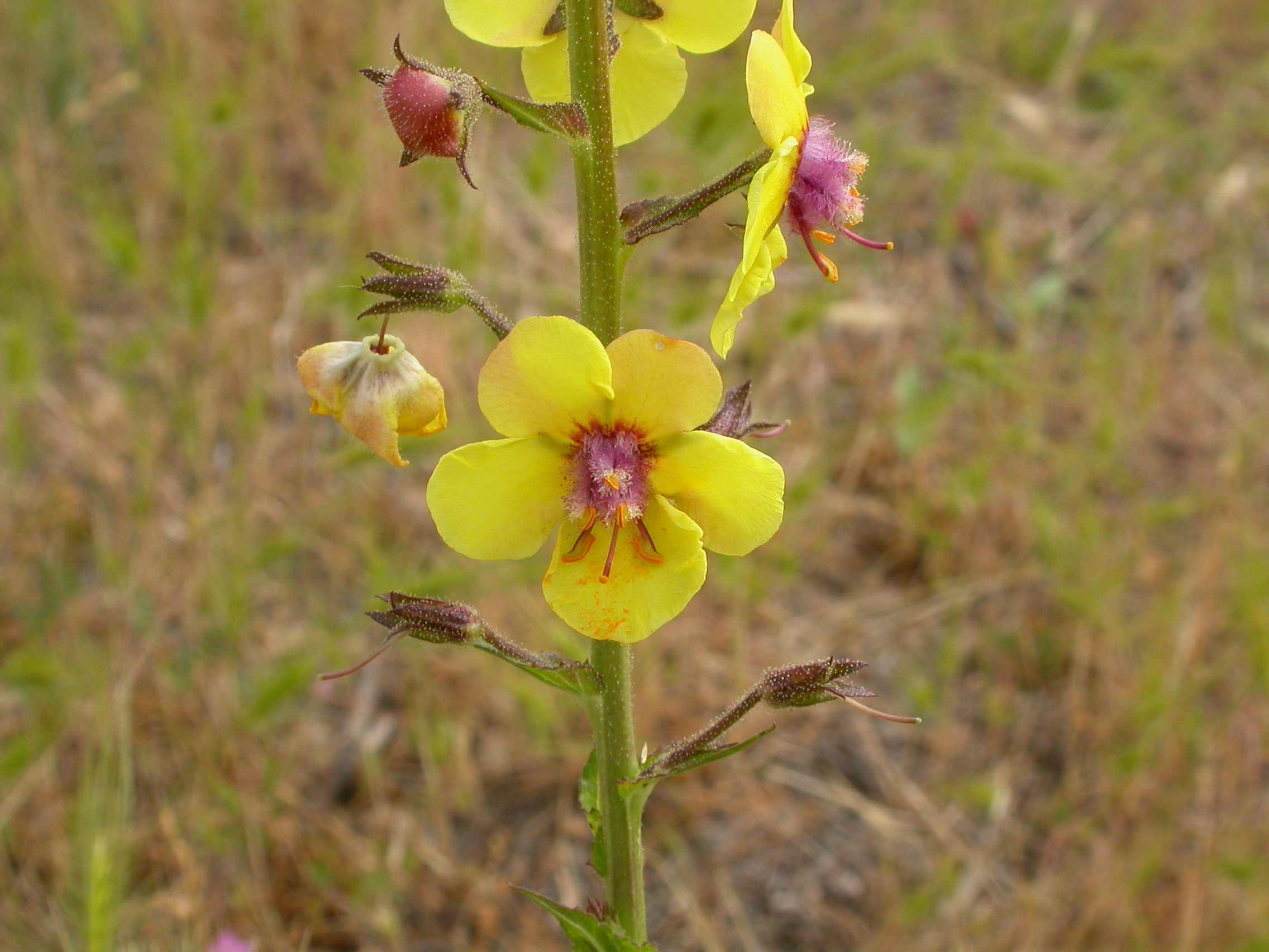 Verbascum blattaria (3741884312)