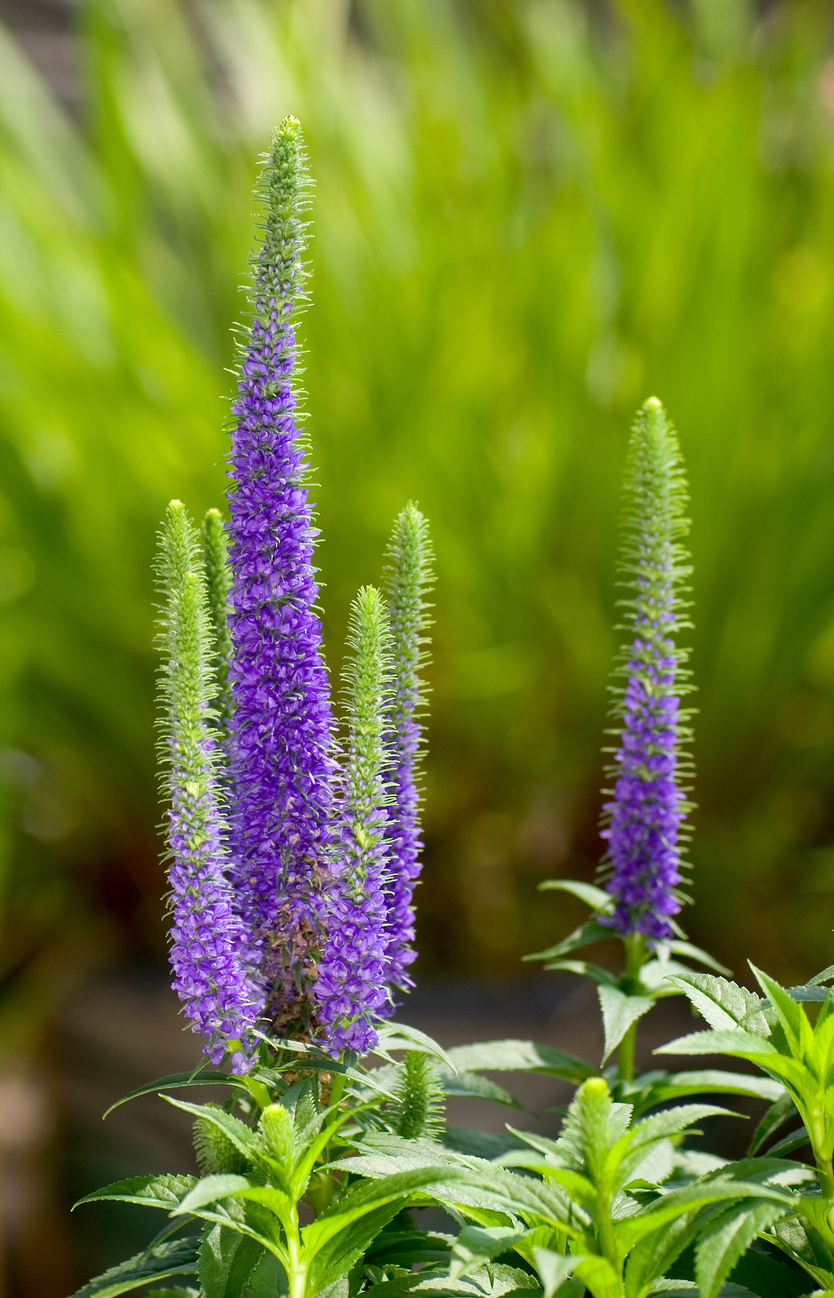 Veronica spicata 1005
