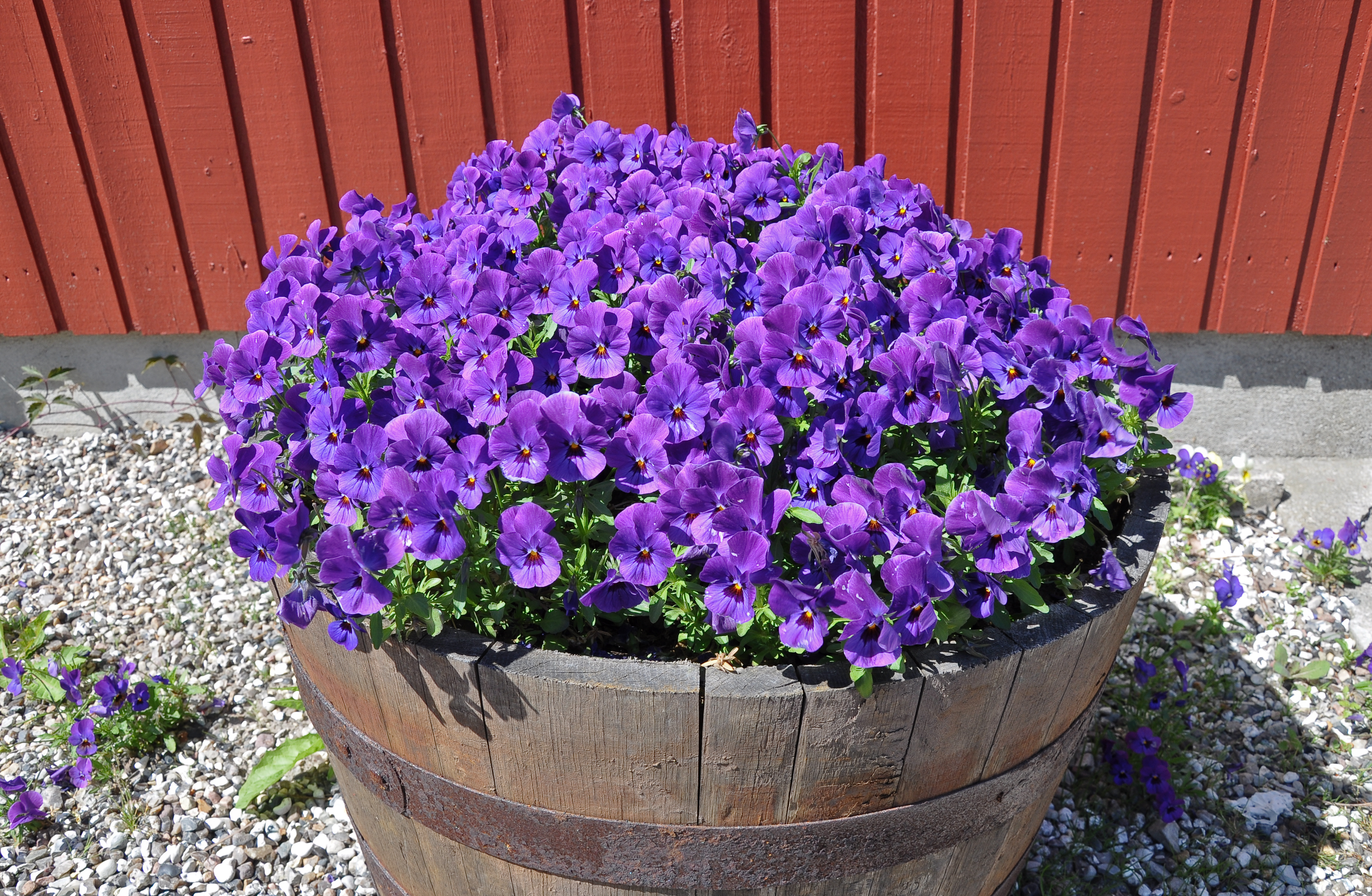 Viola tricolor in a tub