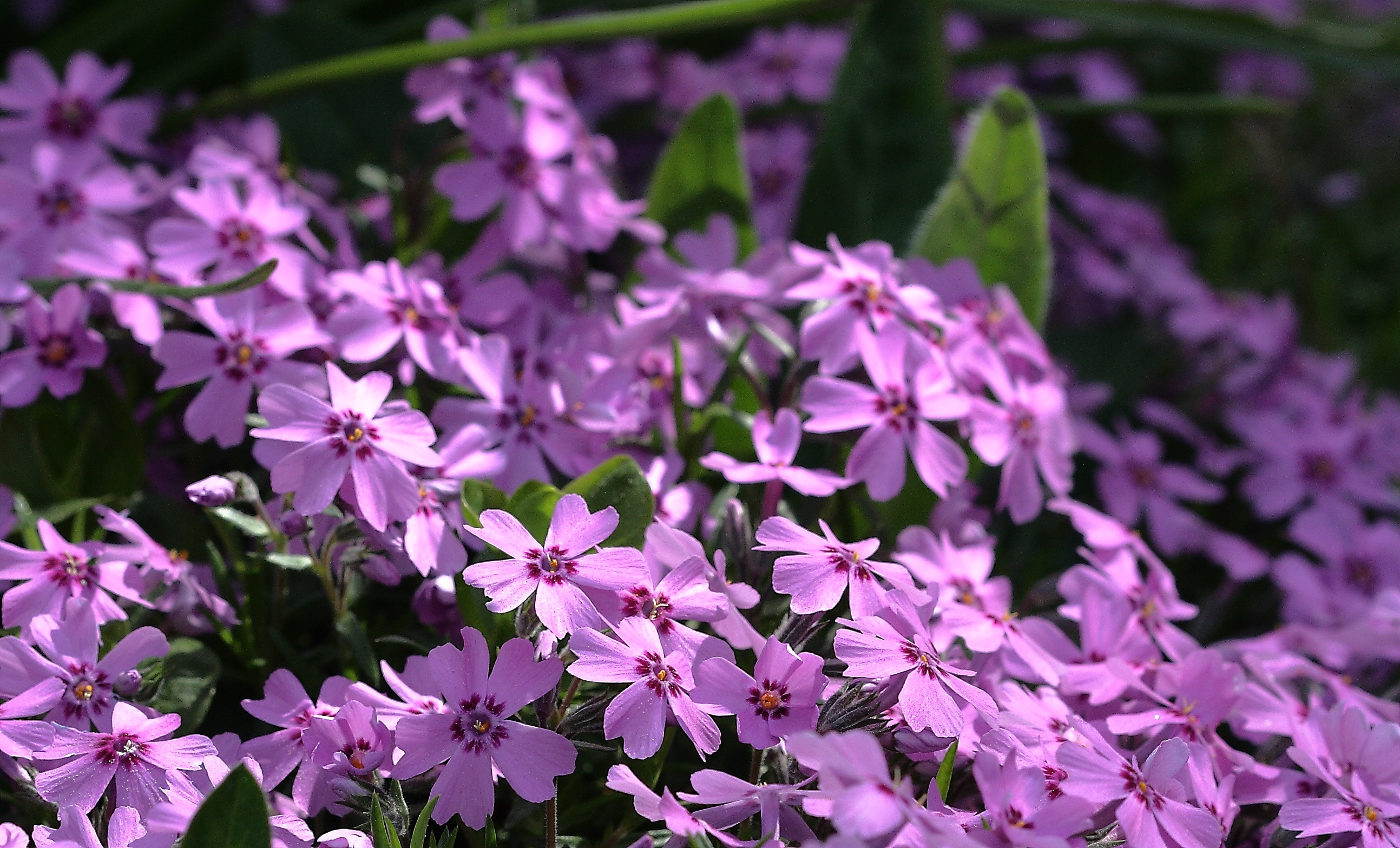 Violett4720a