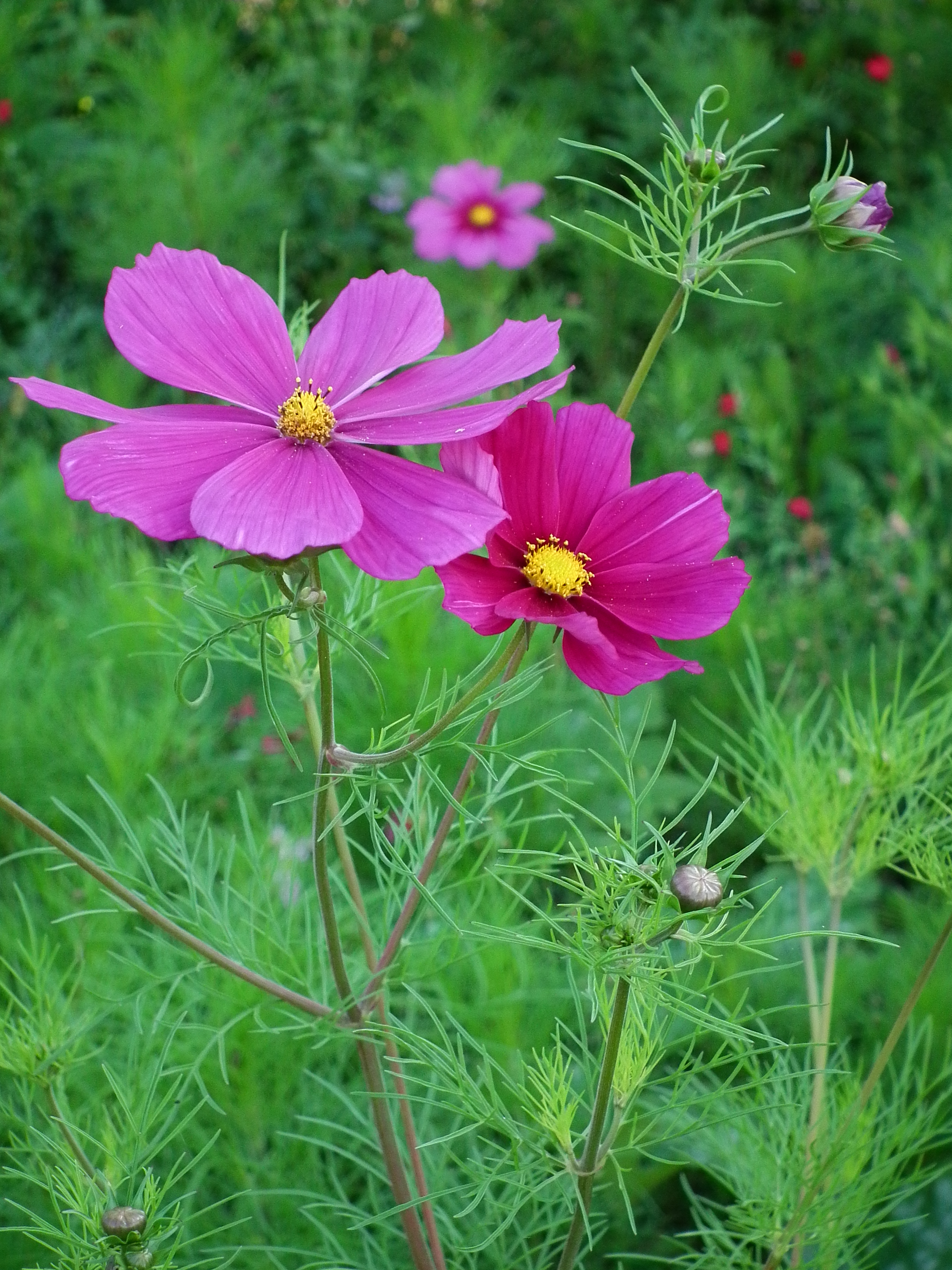 Violette Cosmos bipinnatus 