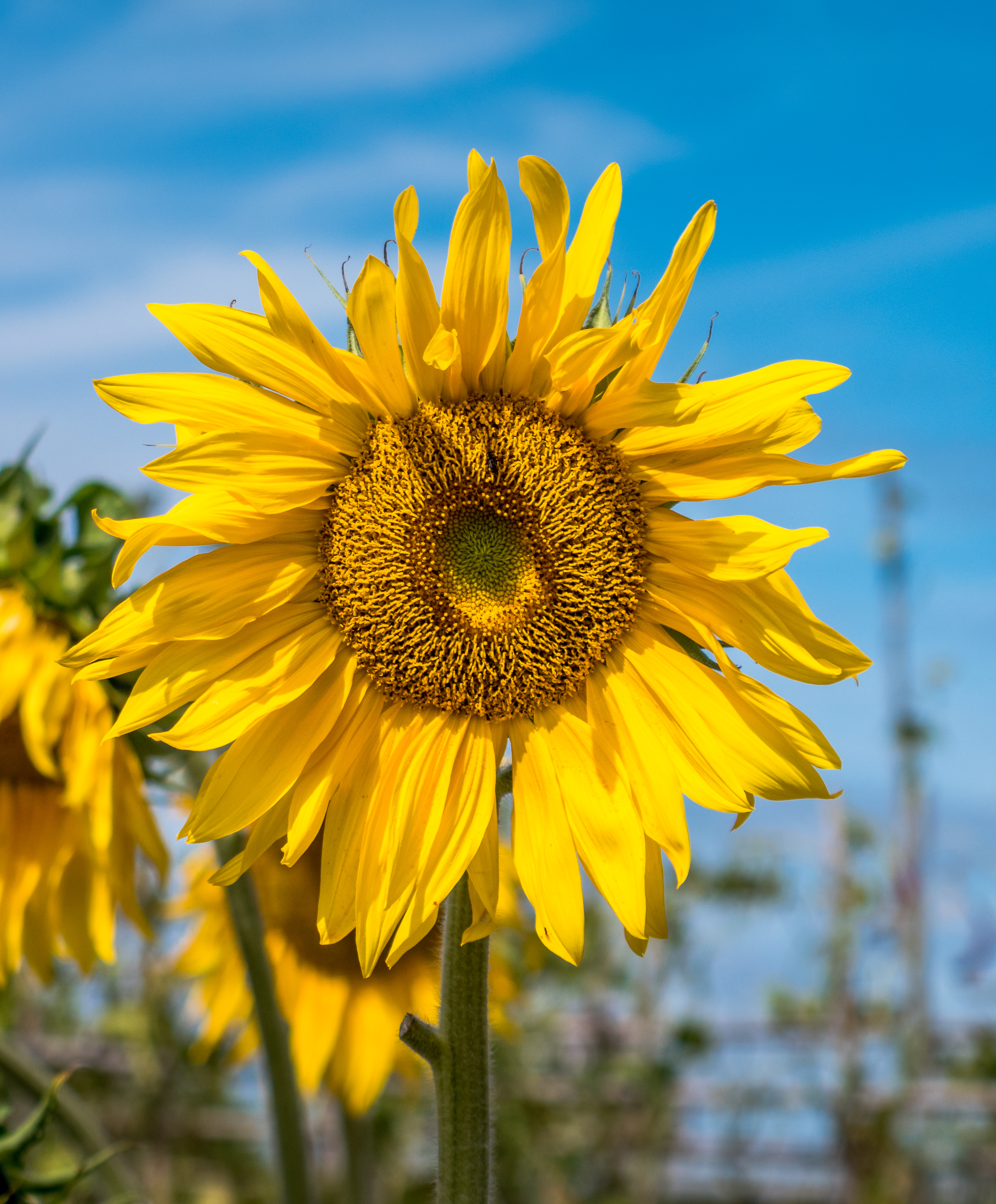 Vitoria - Huertas de Olarizu - Girasol 01