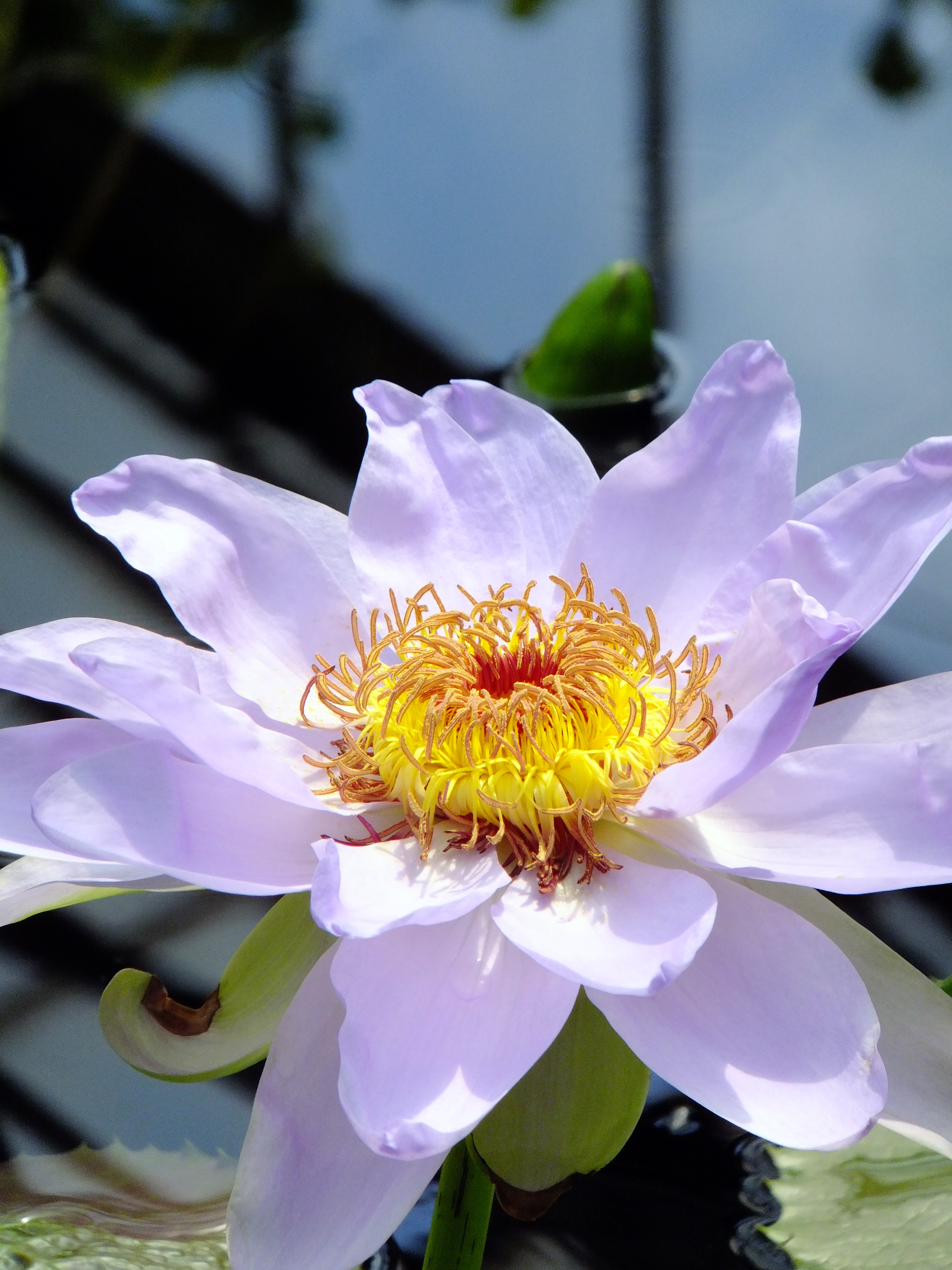 Water Lily (5942149035)