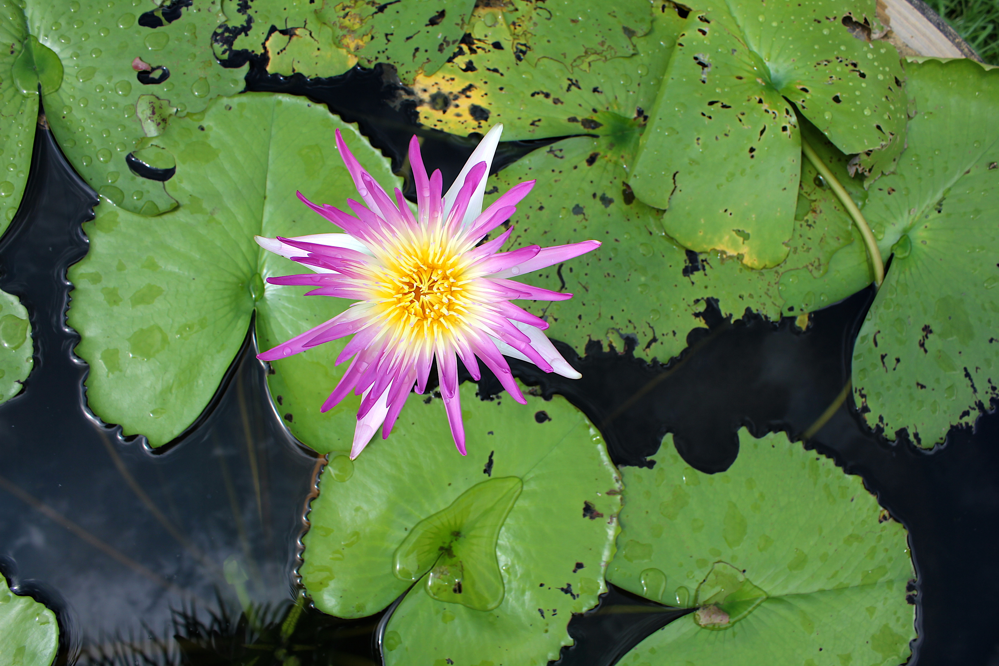 Water Lily Flower of Thailand