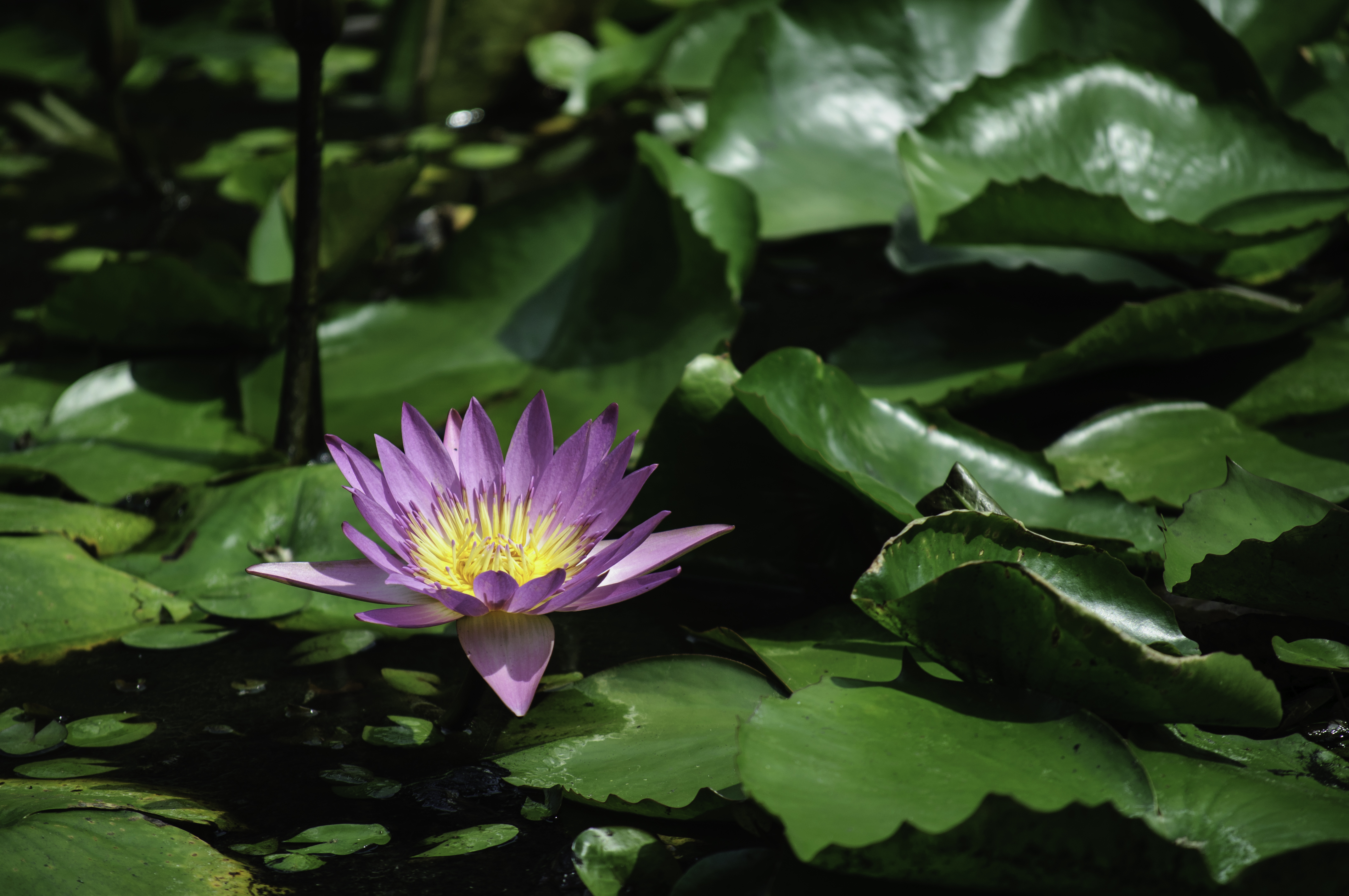 Water lily on a lake