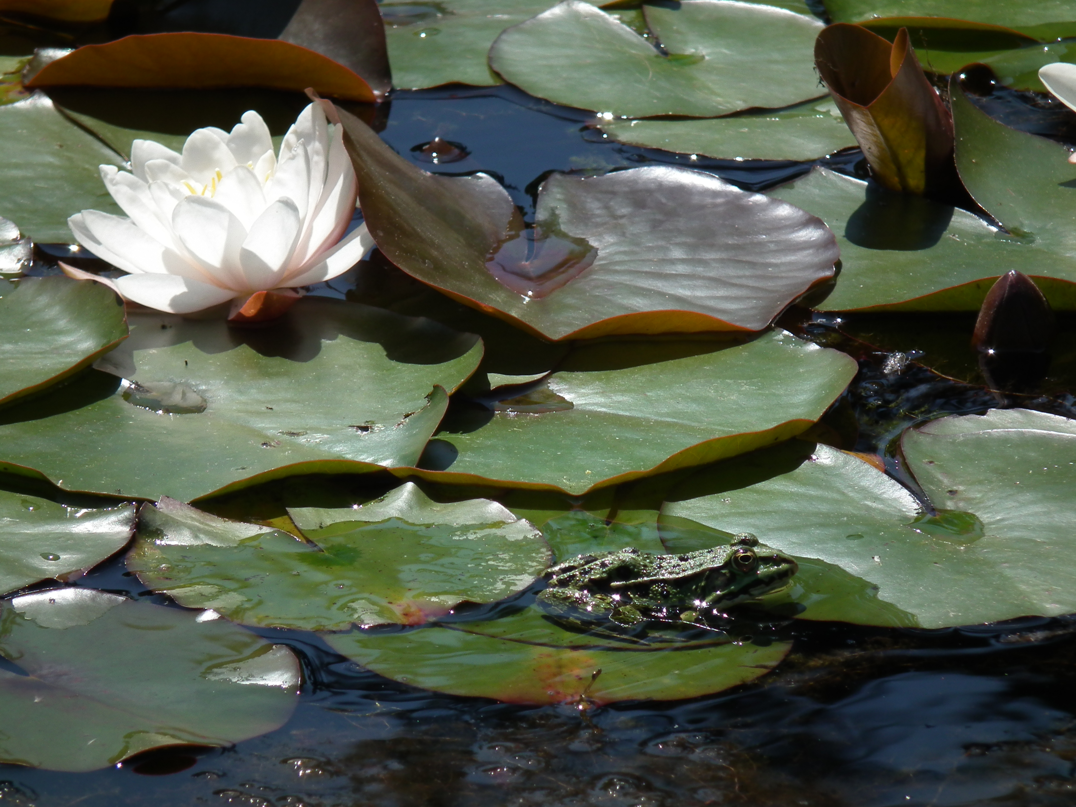 Weiße Seerose und Wasserfrosch