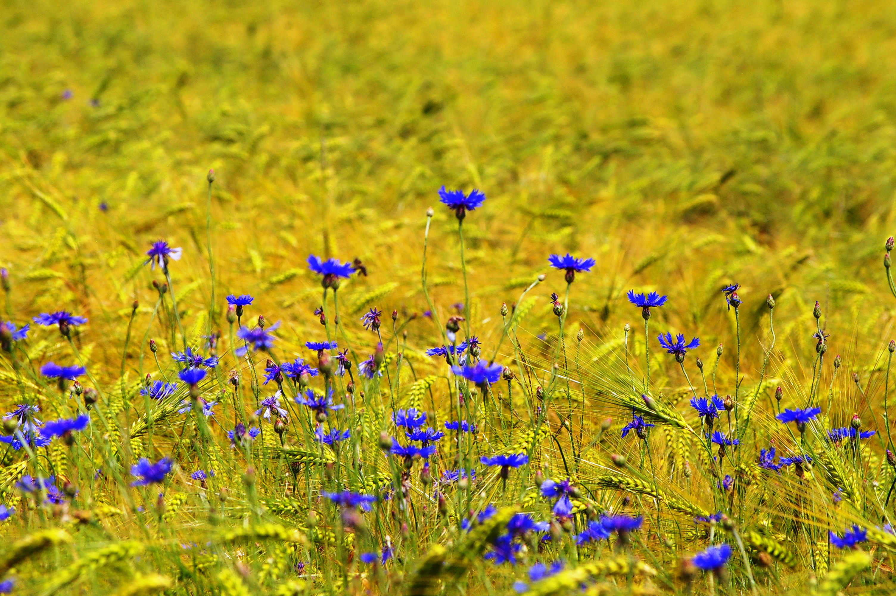 Weizen und Kornblumen 