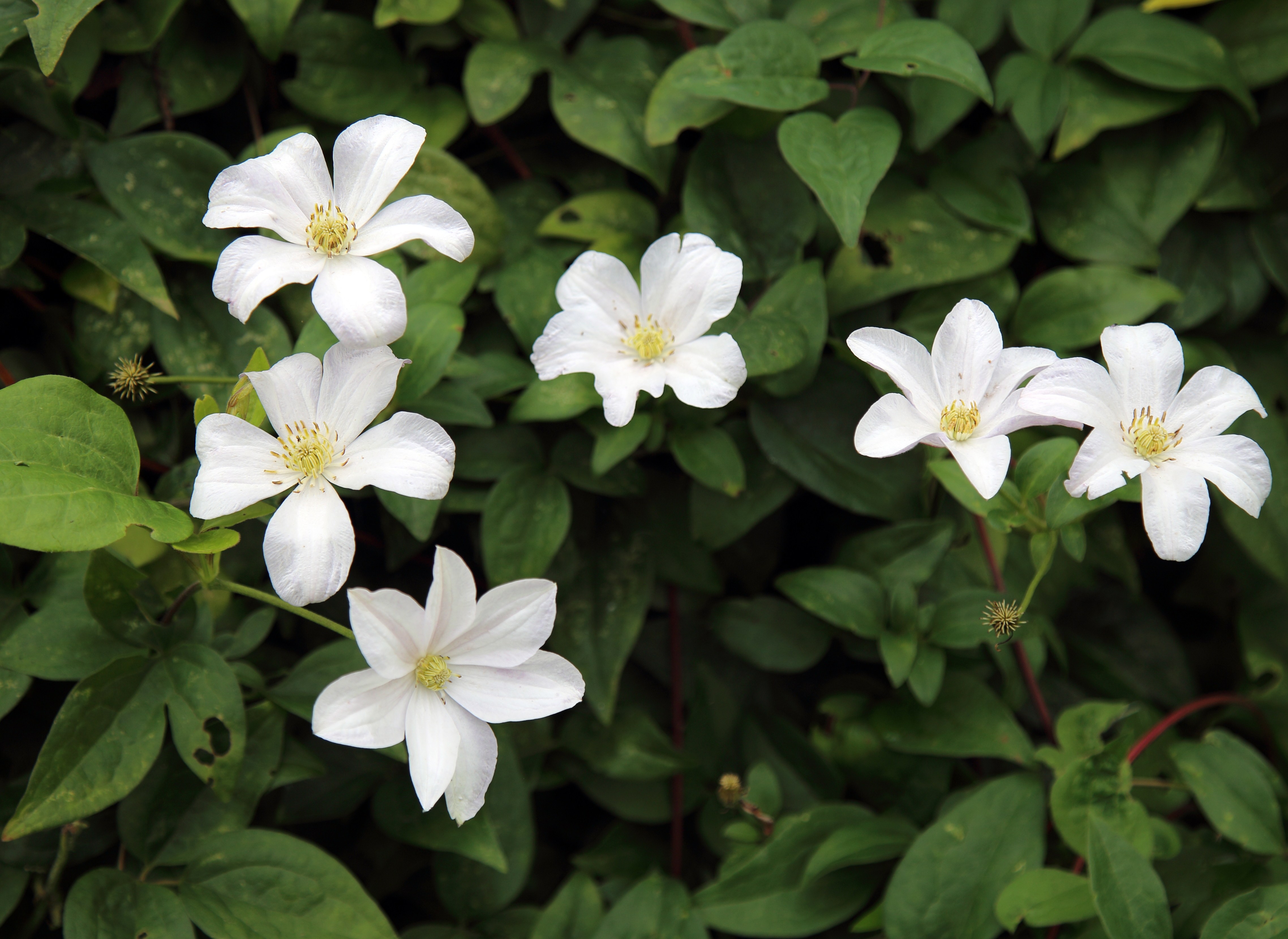 White flowers at Clavering Essex England