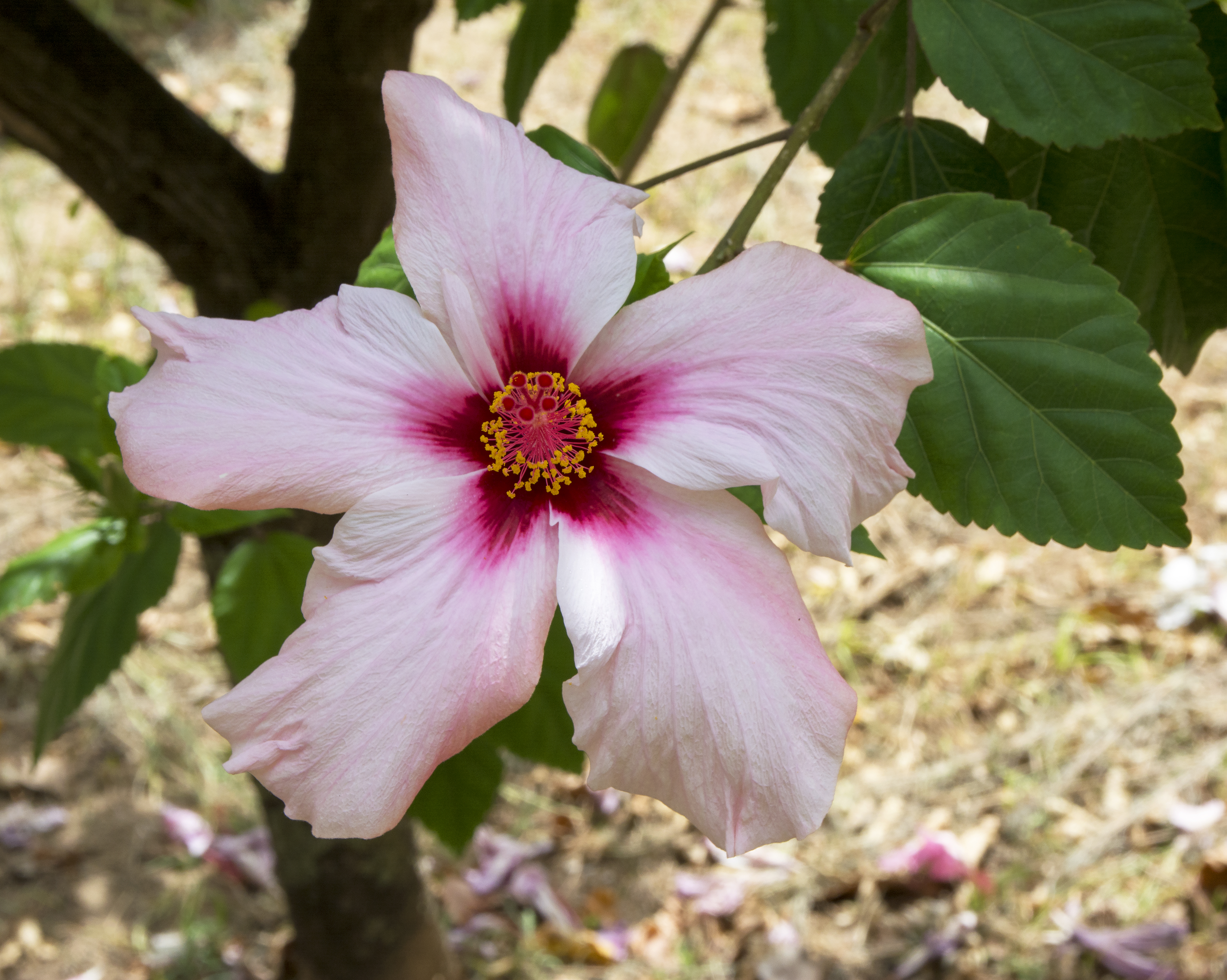 White Hibiscus in Palermo