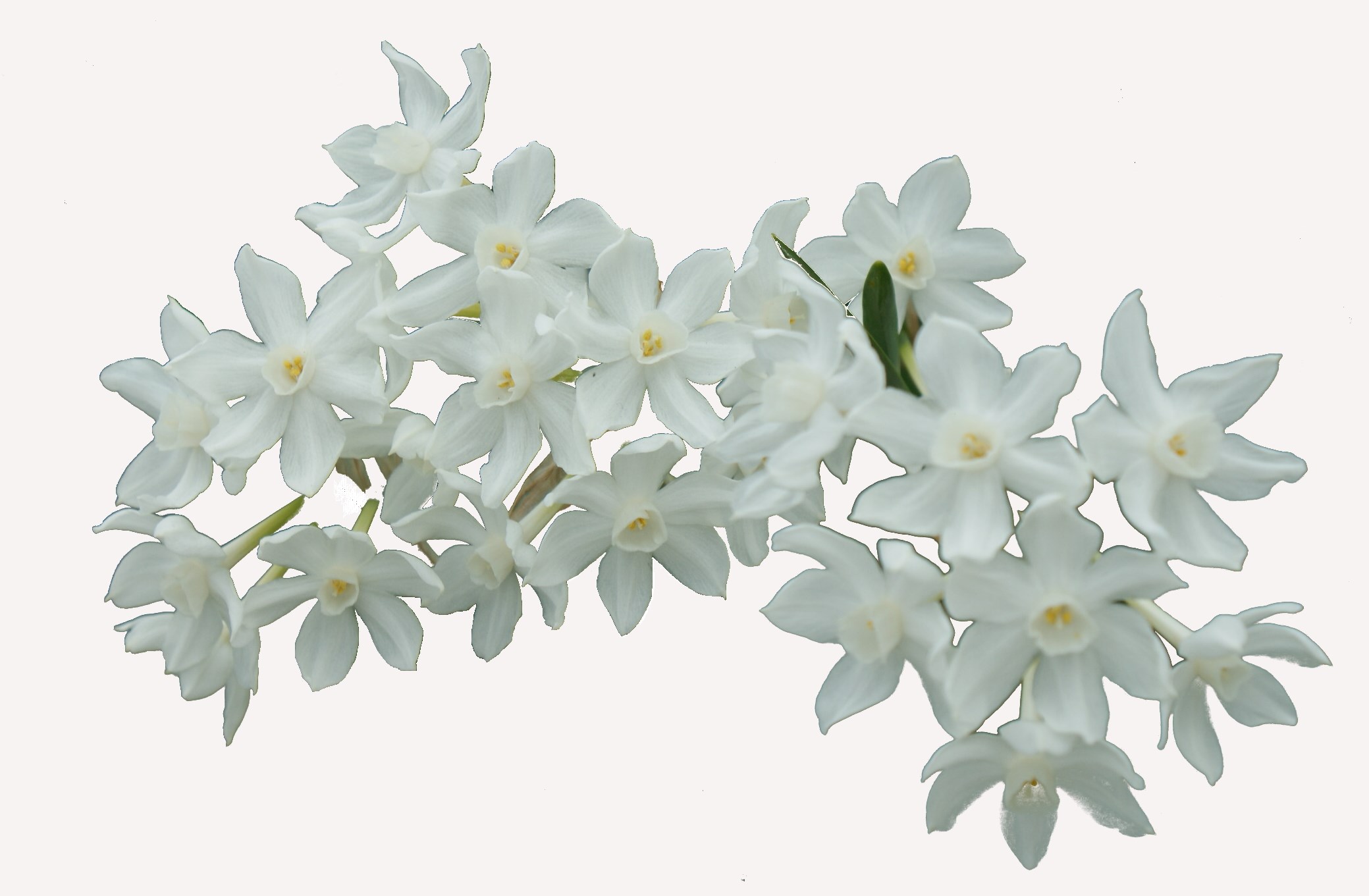 White miniature orchids