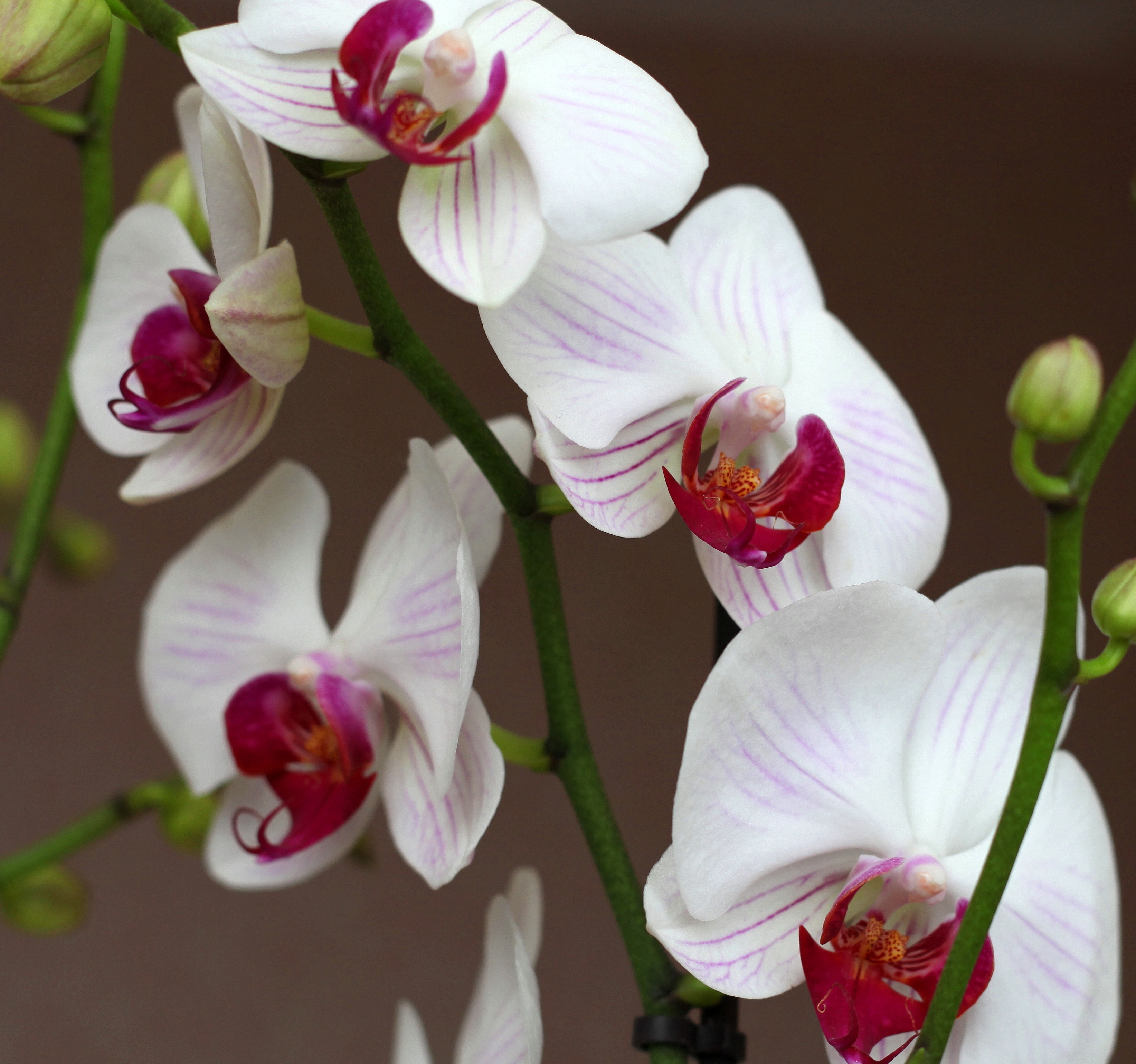 beautiful flowers created by God: white orchids, photo 3