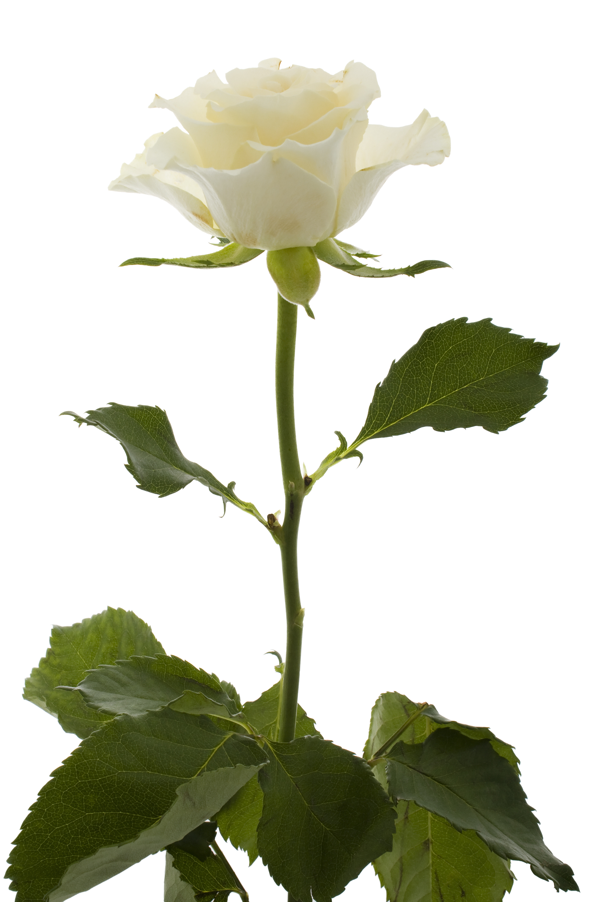 White Rose (5469938764)