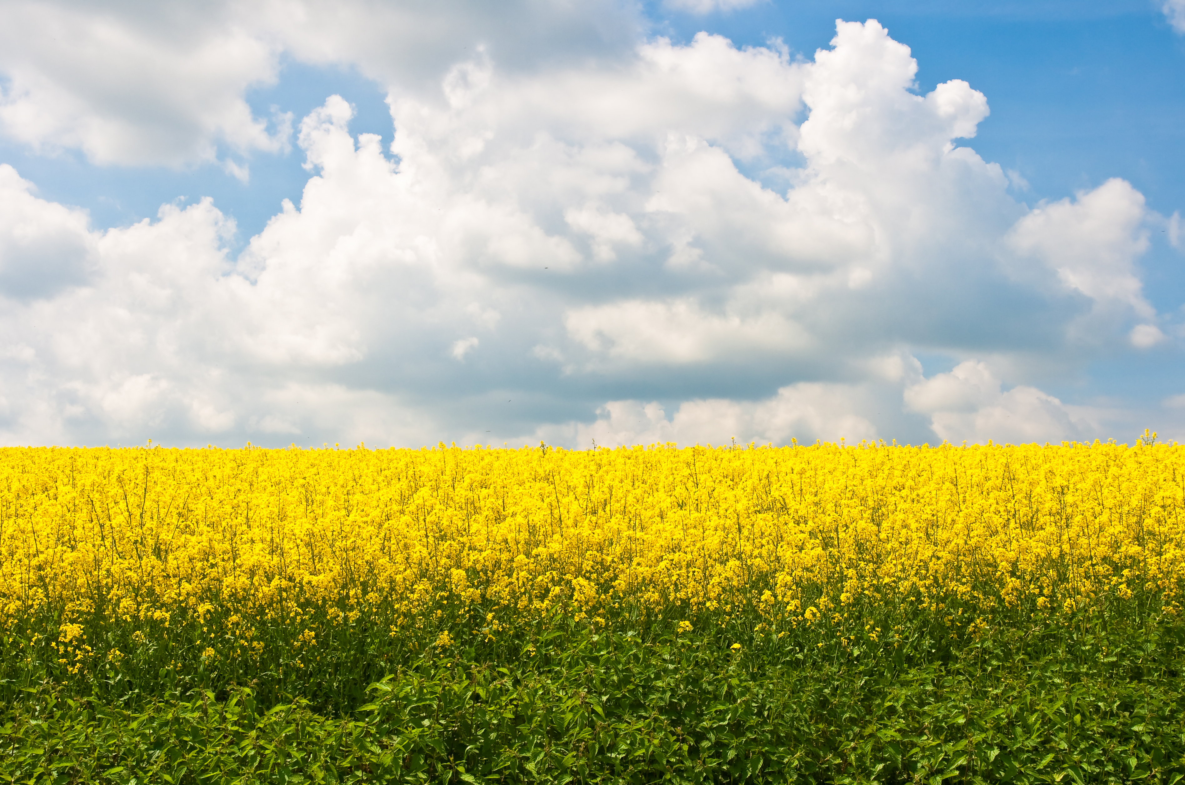 Whos afraid of green, yellow, white & blue (4649517754)