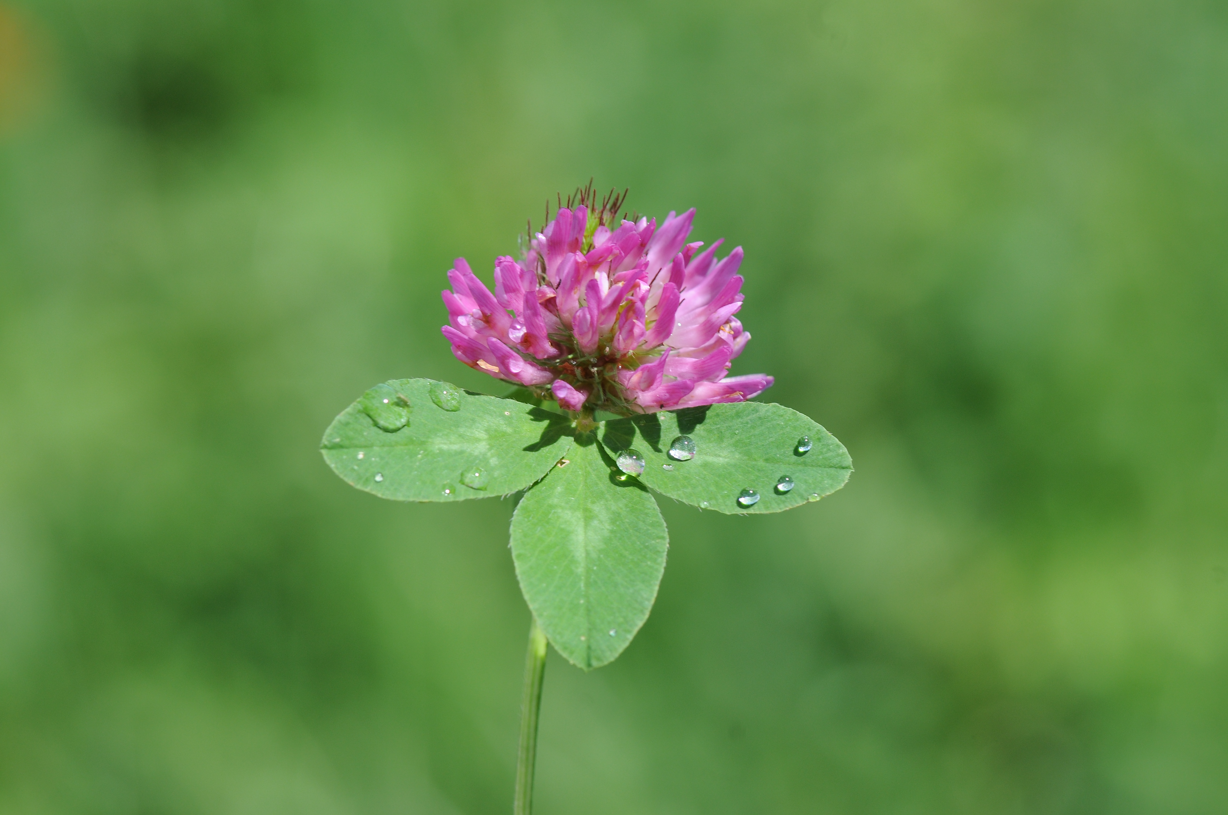 Wiesen-Klee, Trifolium pratense 5