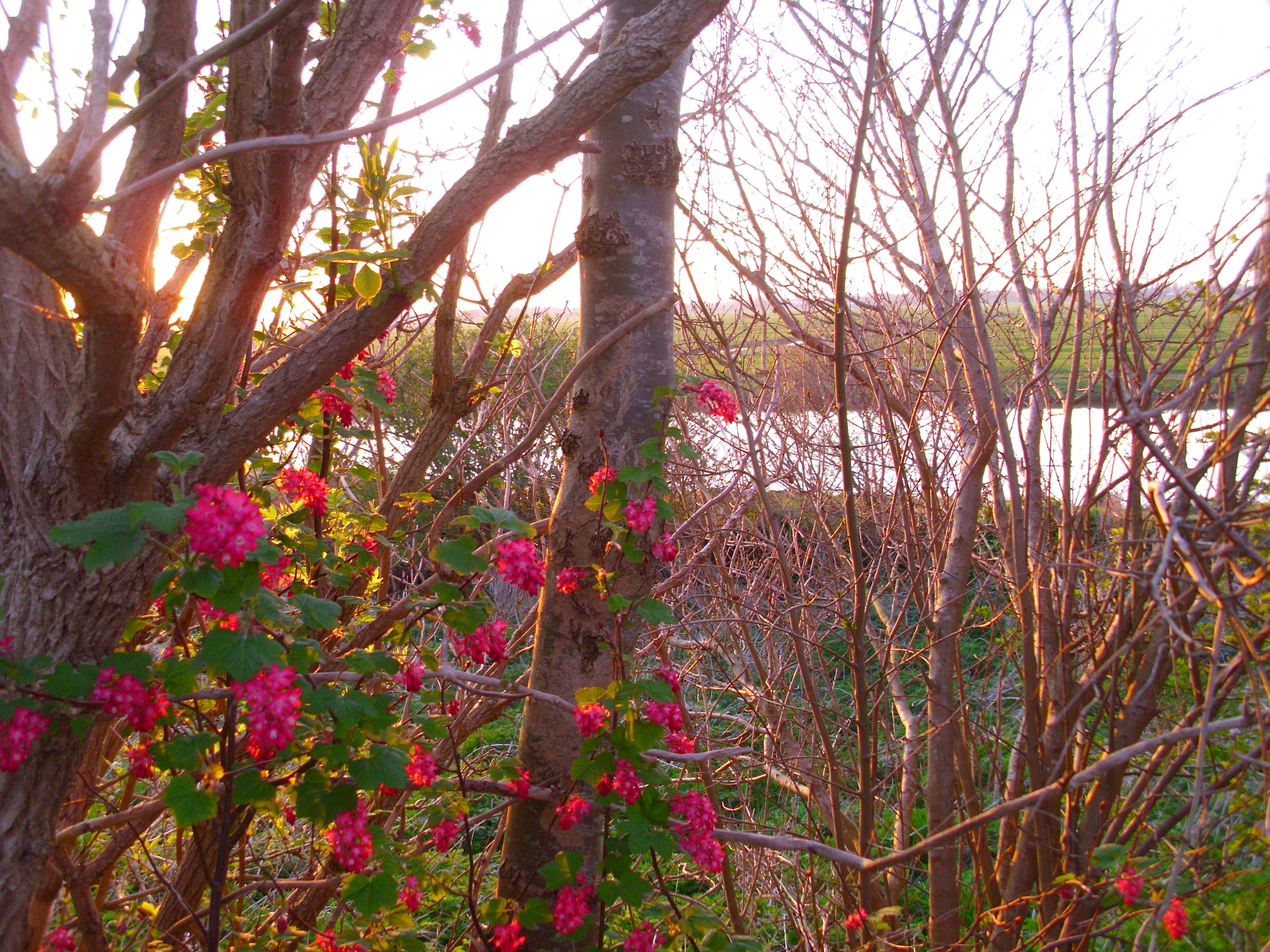Wild flowers early in spring