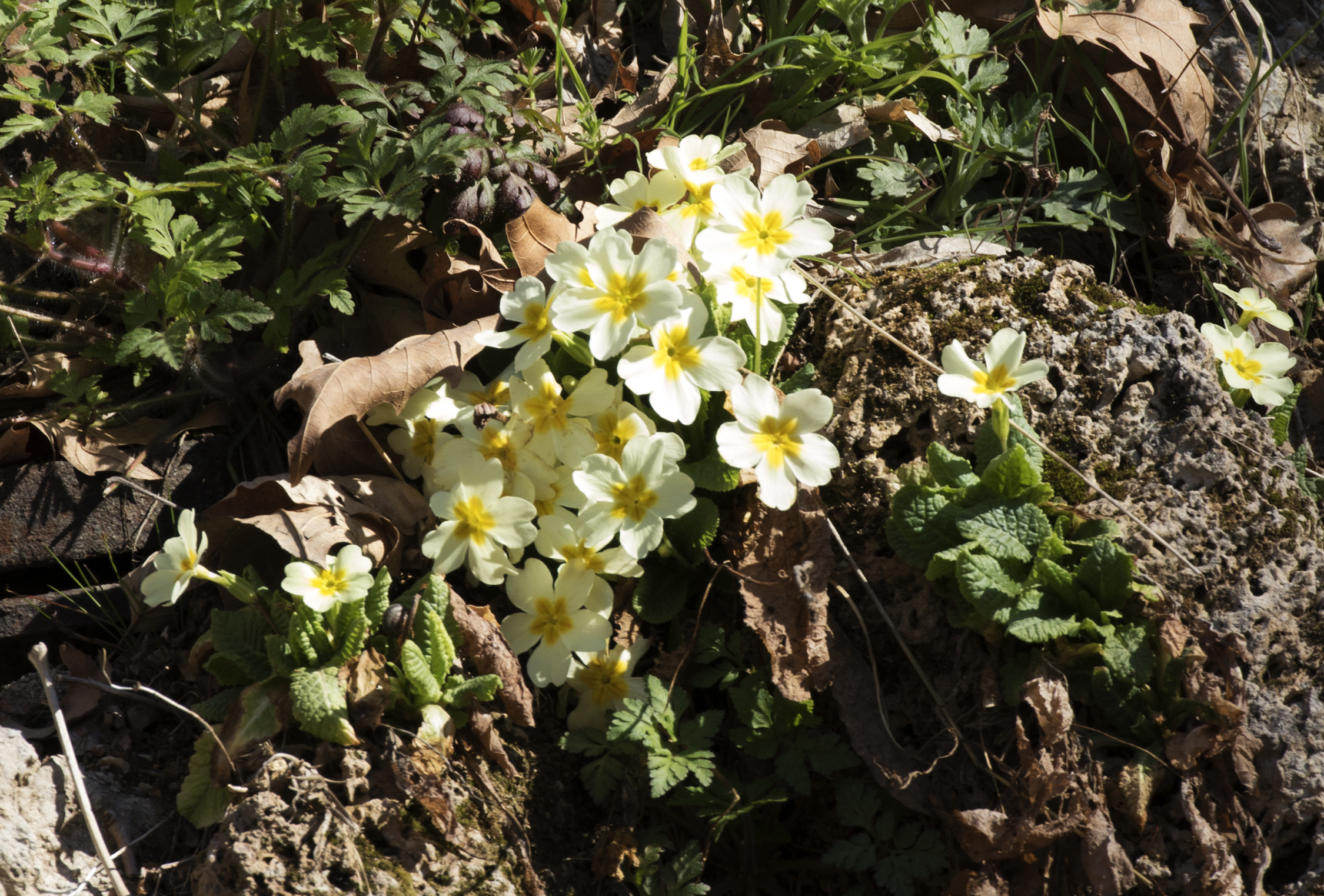 Wild primroses - Yabani Çuha çiçeği 02