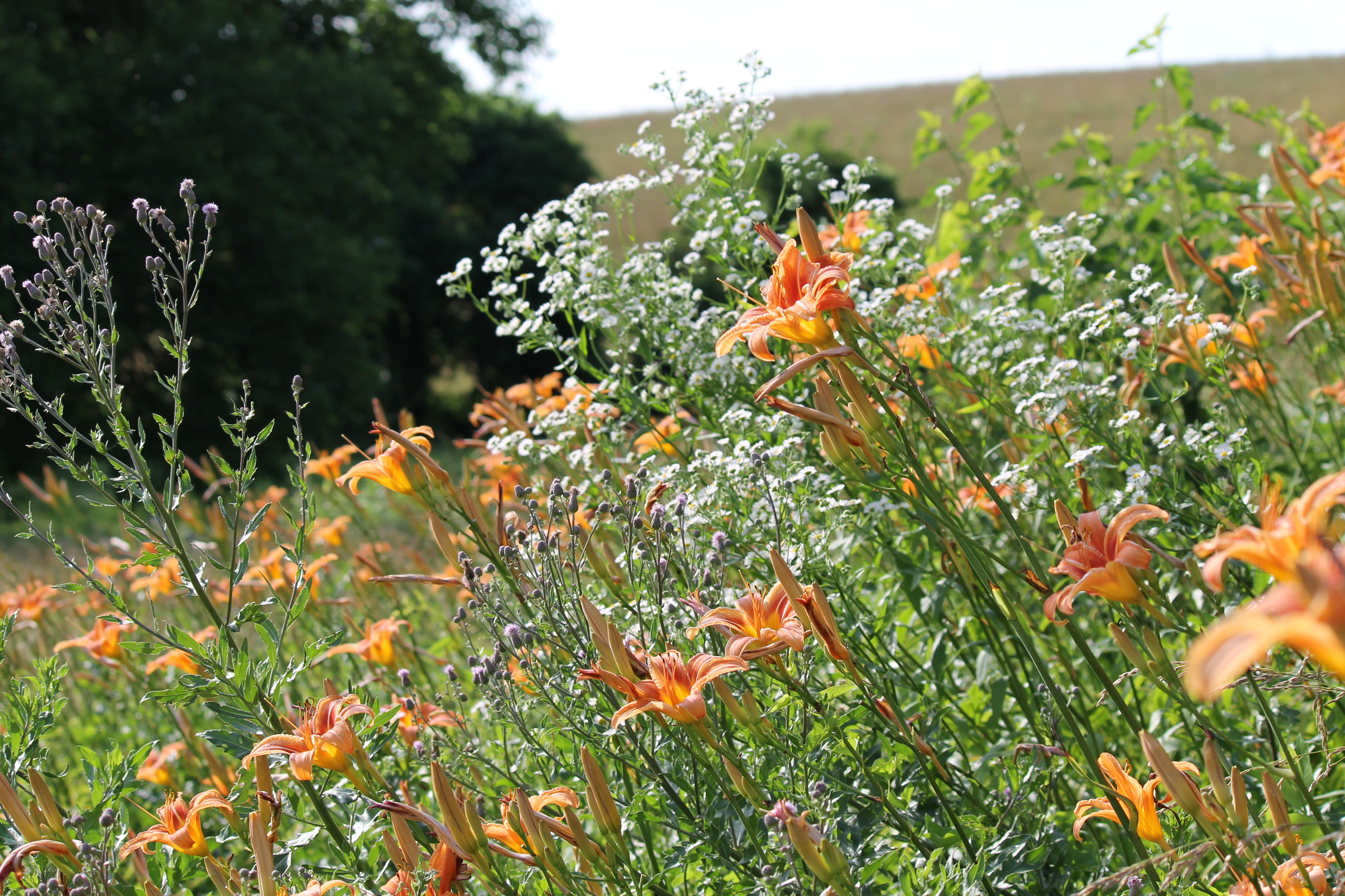 Wildflowers in foreground
