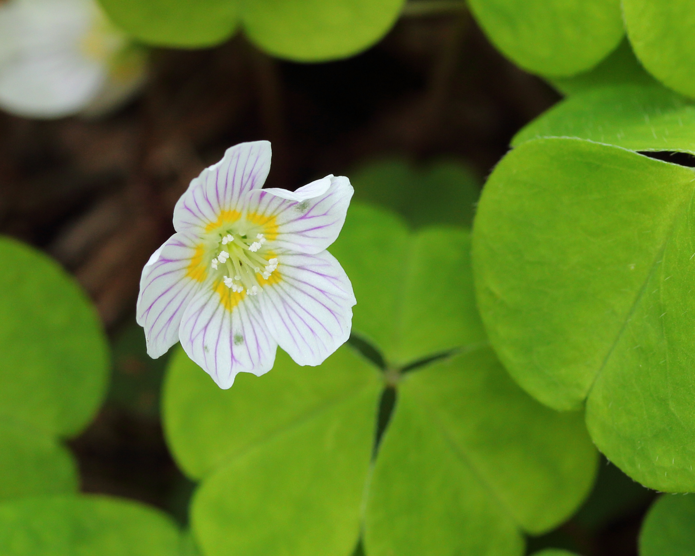 Witte klaverzuring Oxalis acetosella