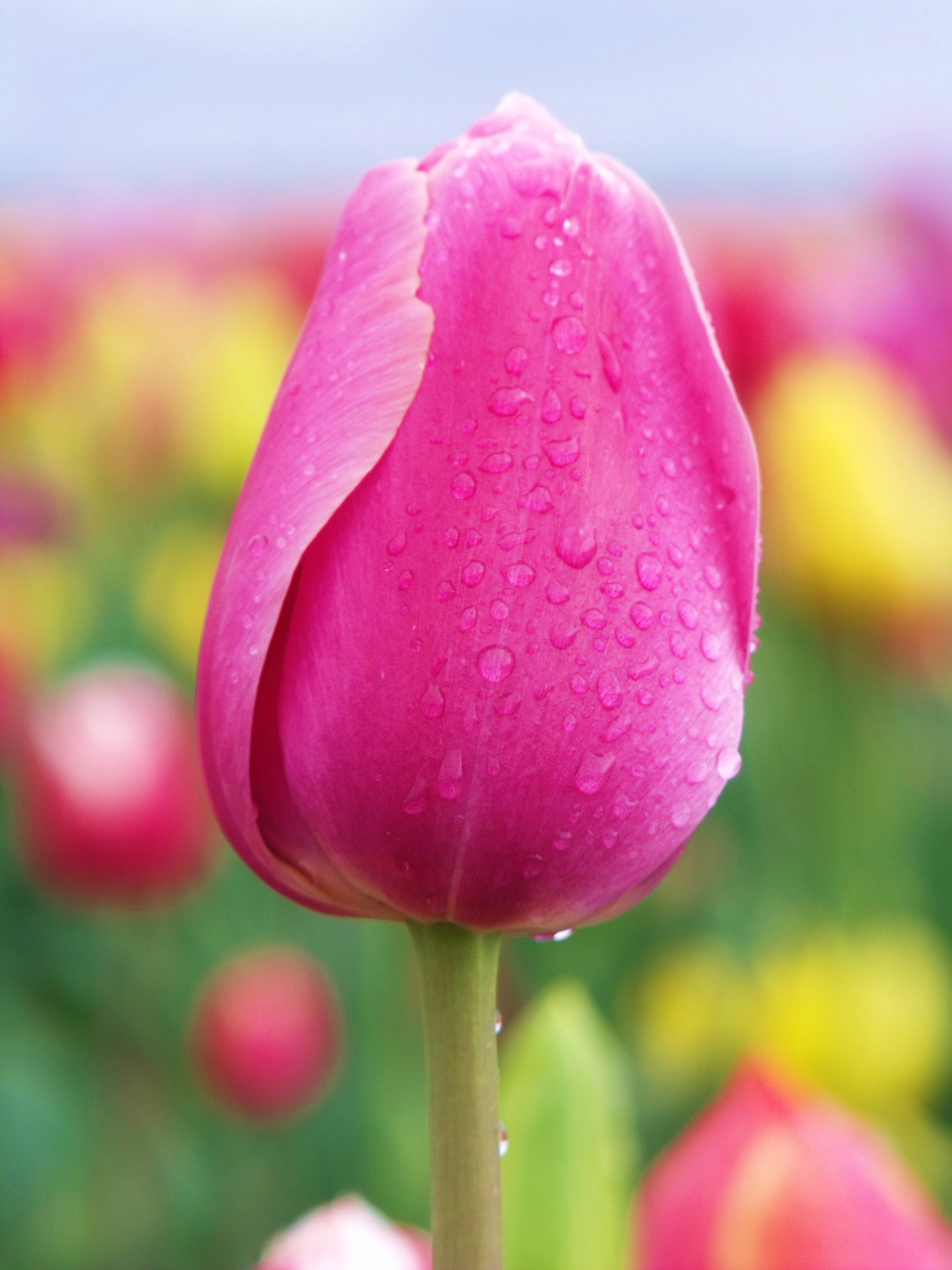 Woodburn Tulip Festival 2010 (13)