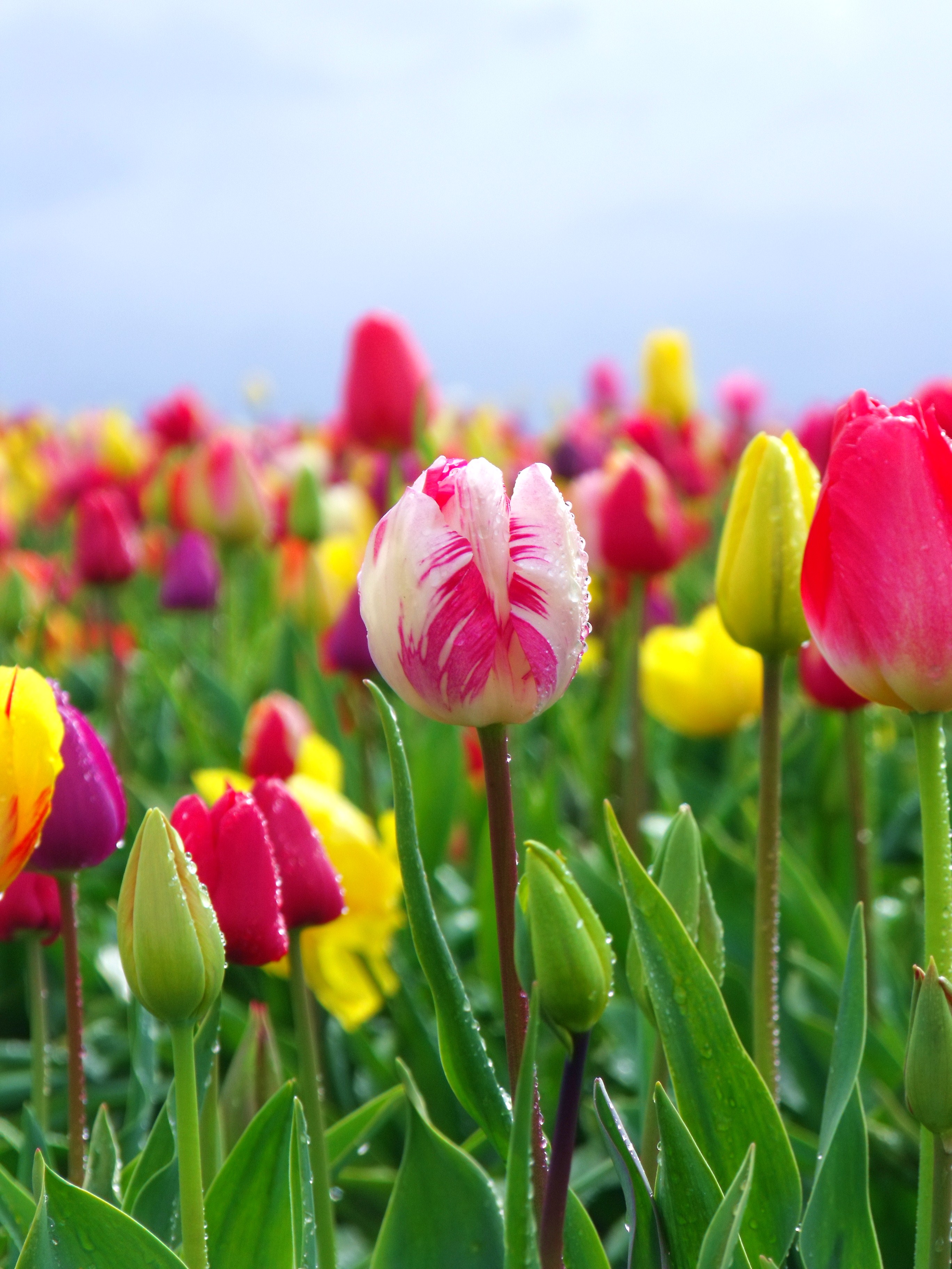 Woodburn Tulip Festival 2010 (17)