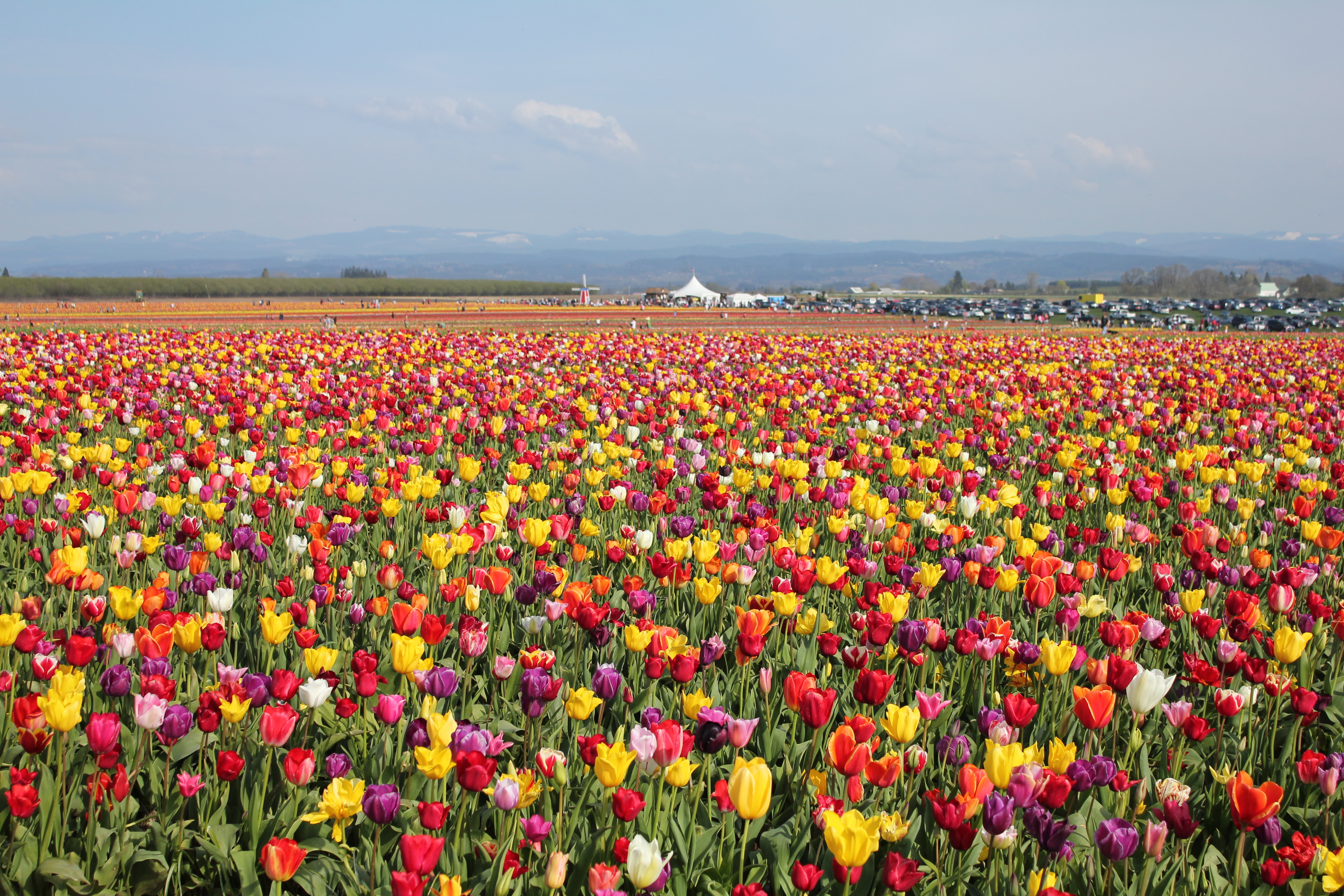 Wooden Shoe Tulip Farm 2011 - Oregon (5648528003)
