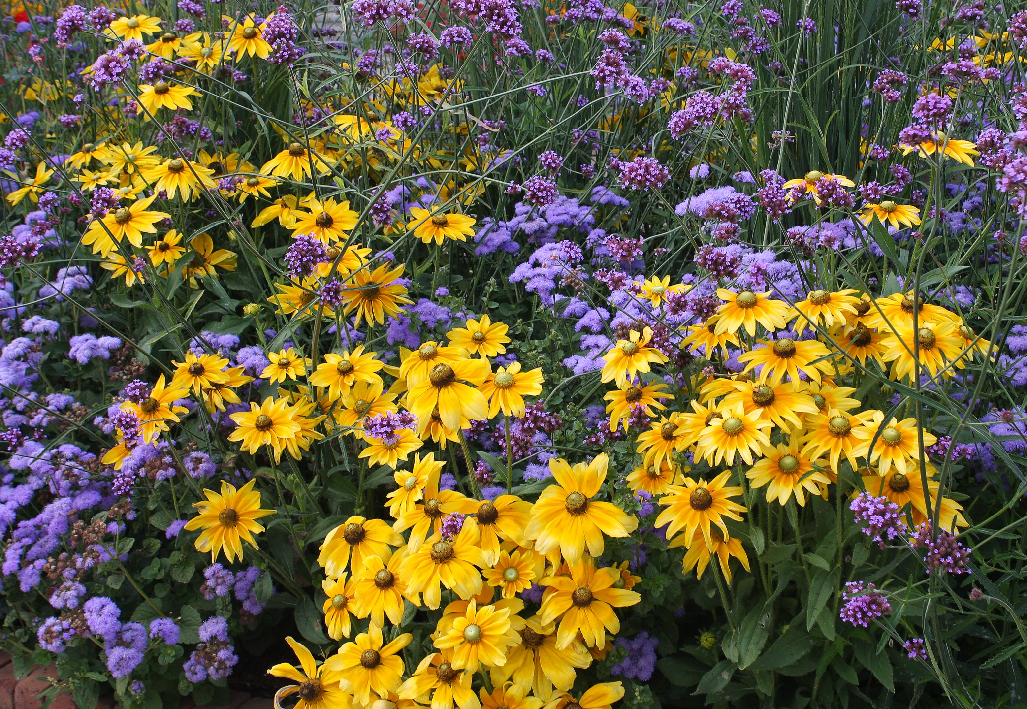 Yellow-and-purple-flower-mi