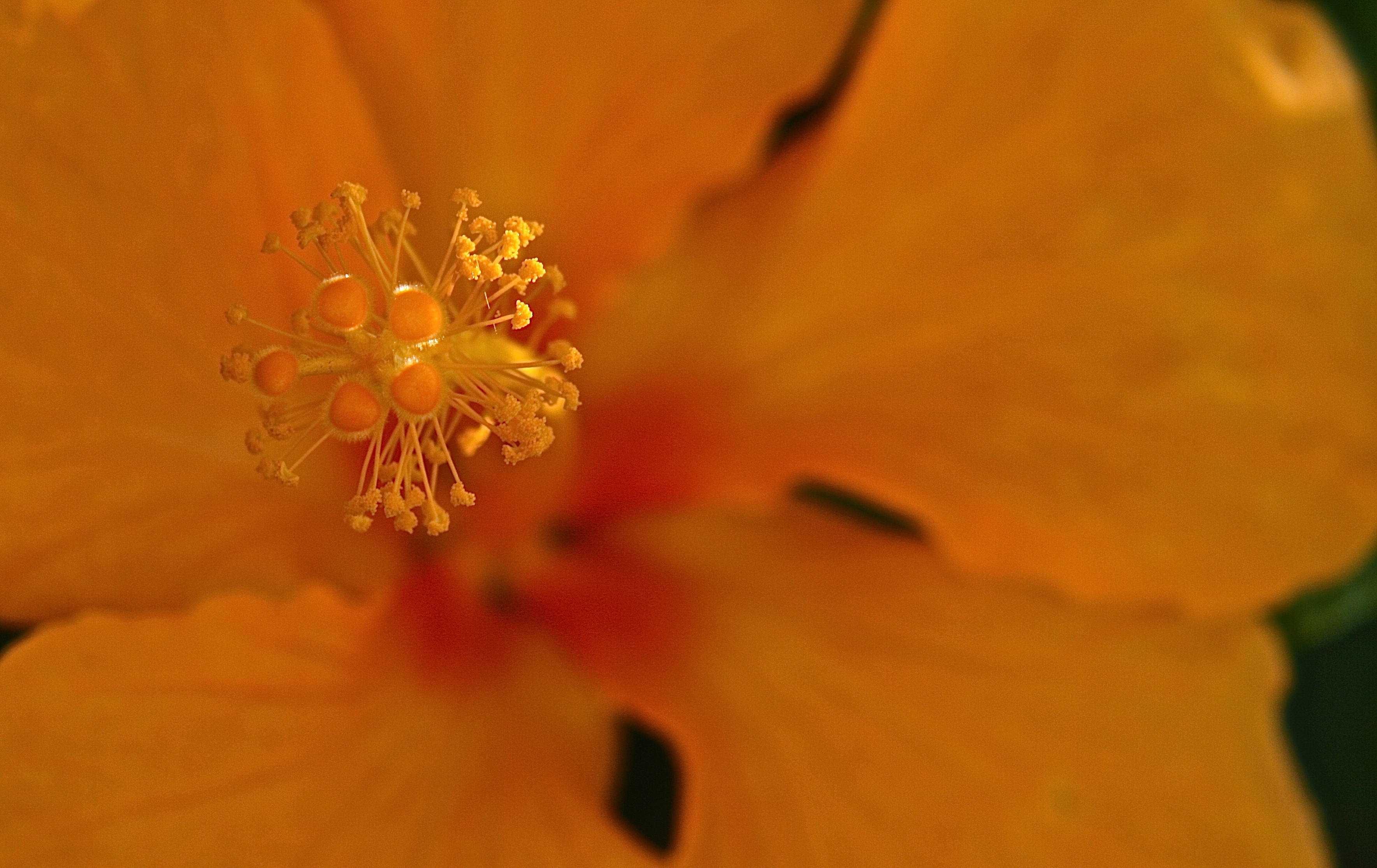 Yellow Ísis (2577706519)