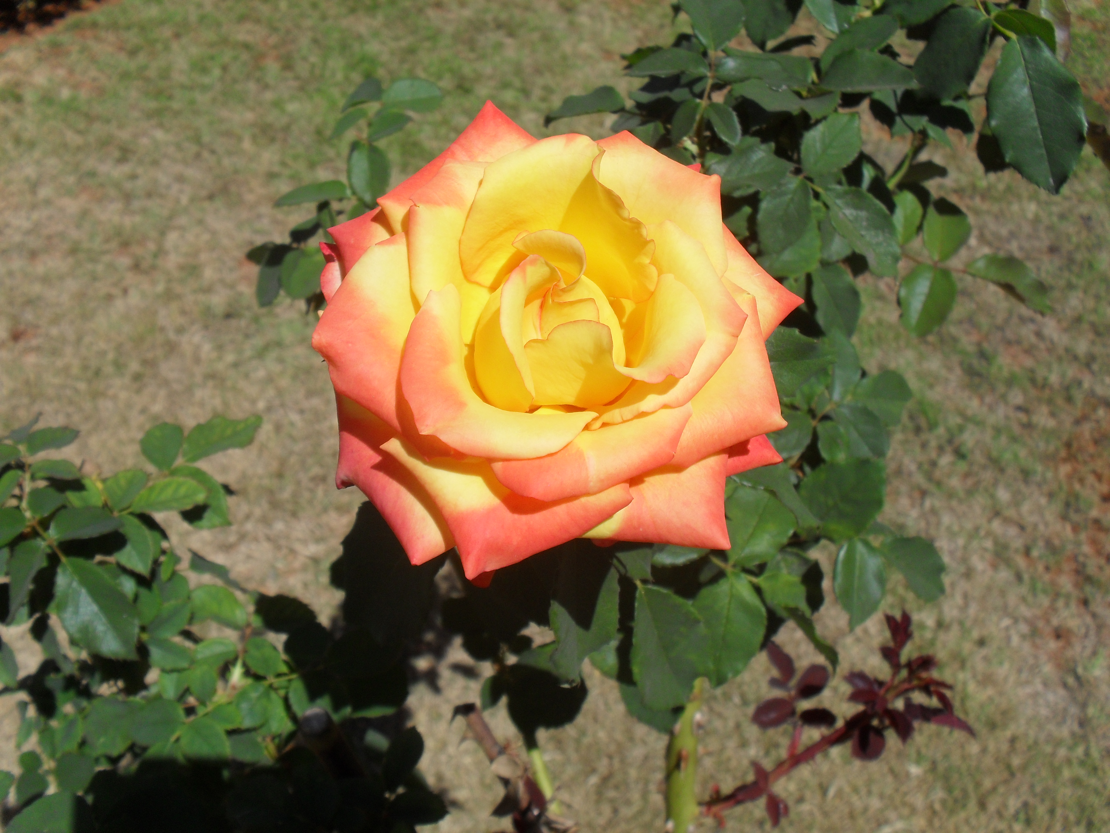 Yellow and pink rose - Brasília, Brazil