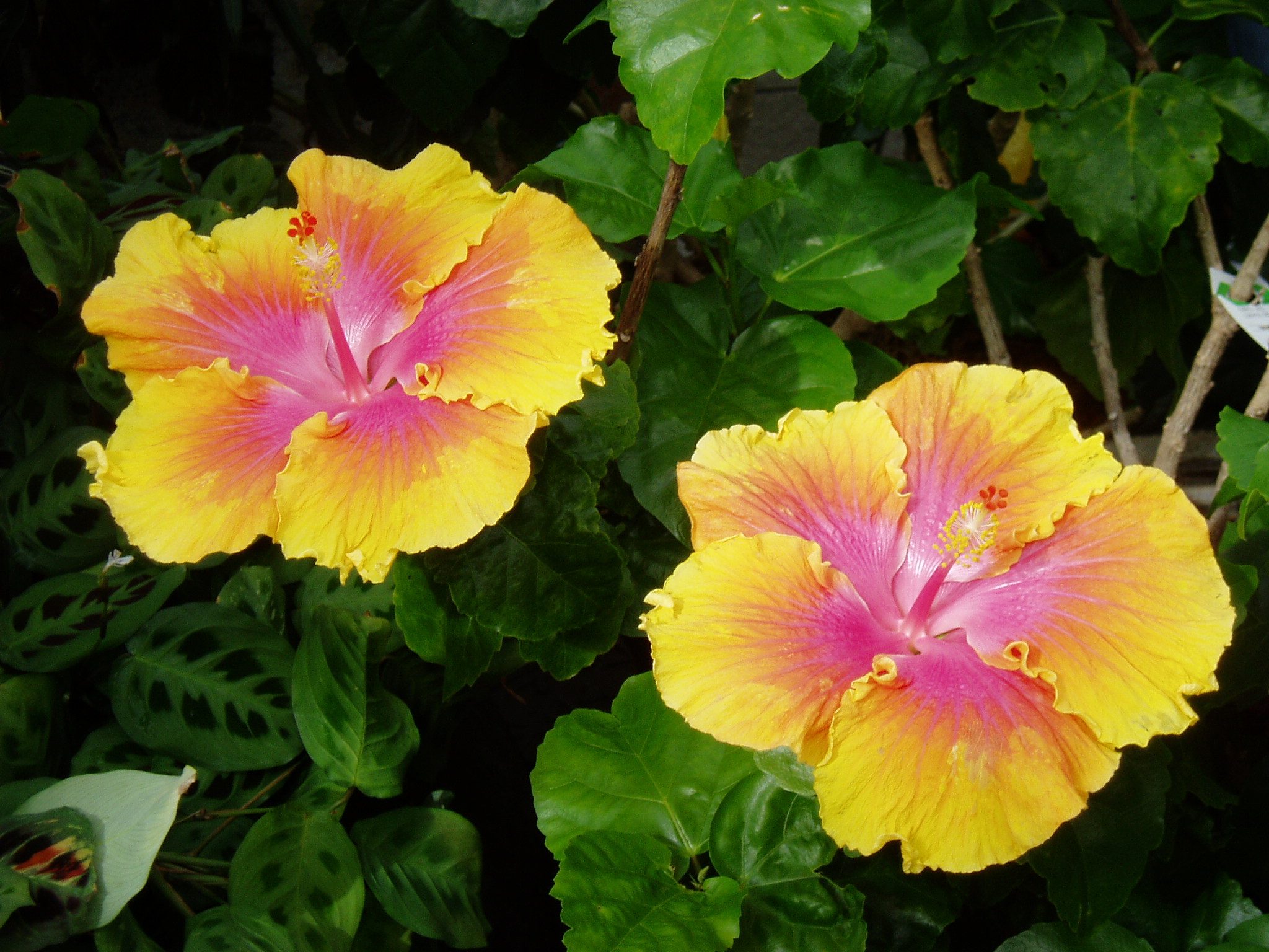 Yellow flower