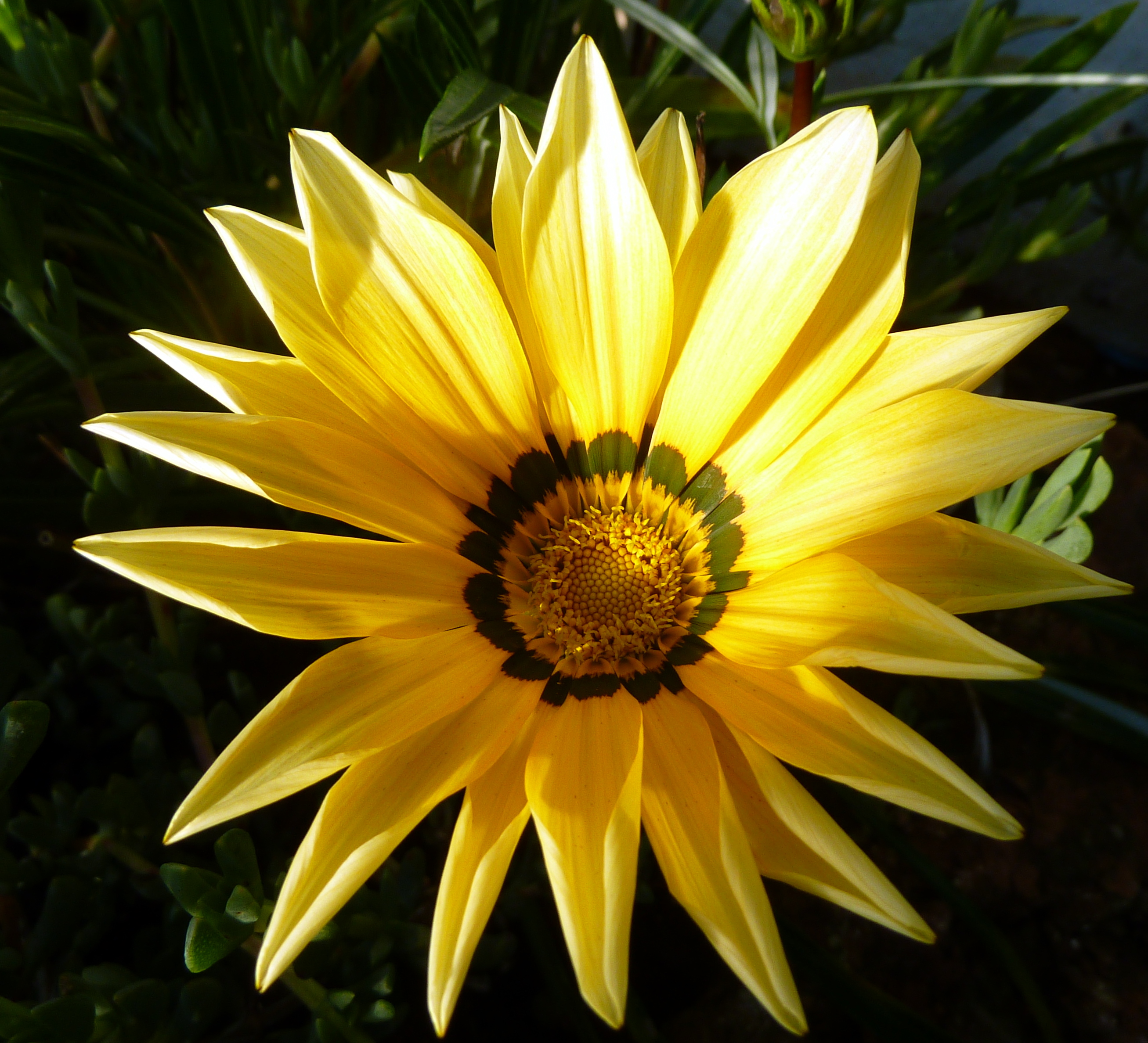 Yellow flower (5401637105)