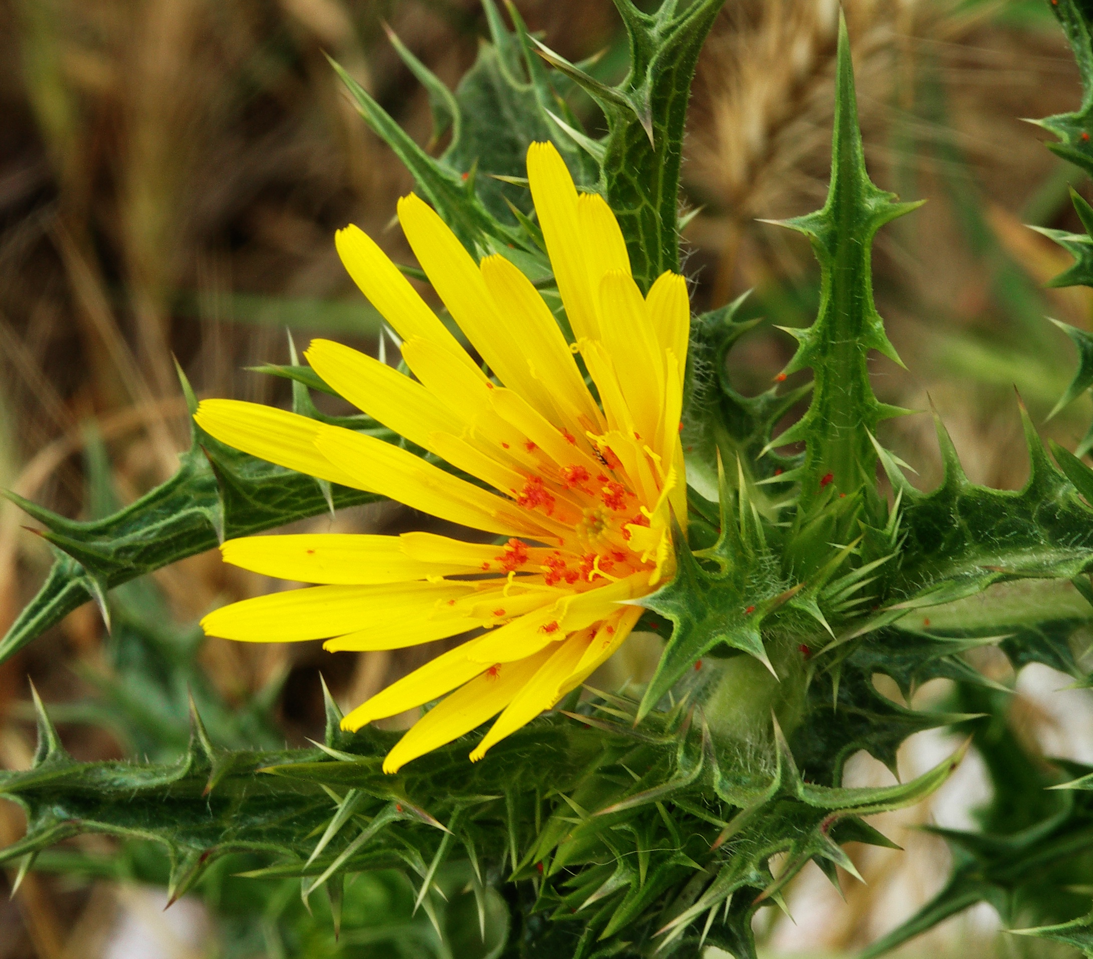 Yellow flower with critters-2