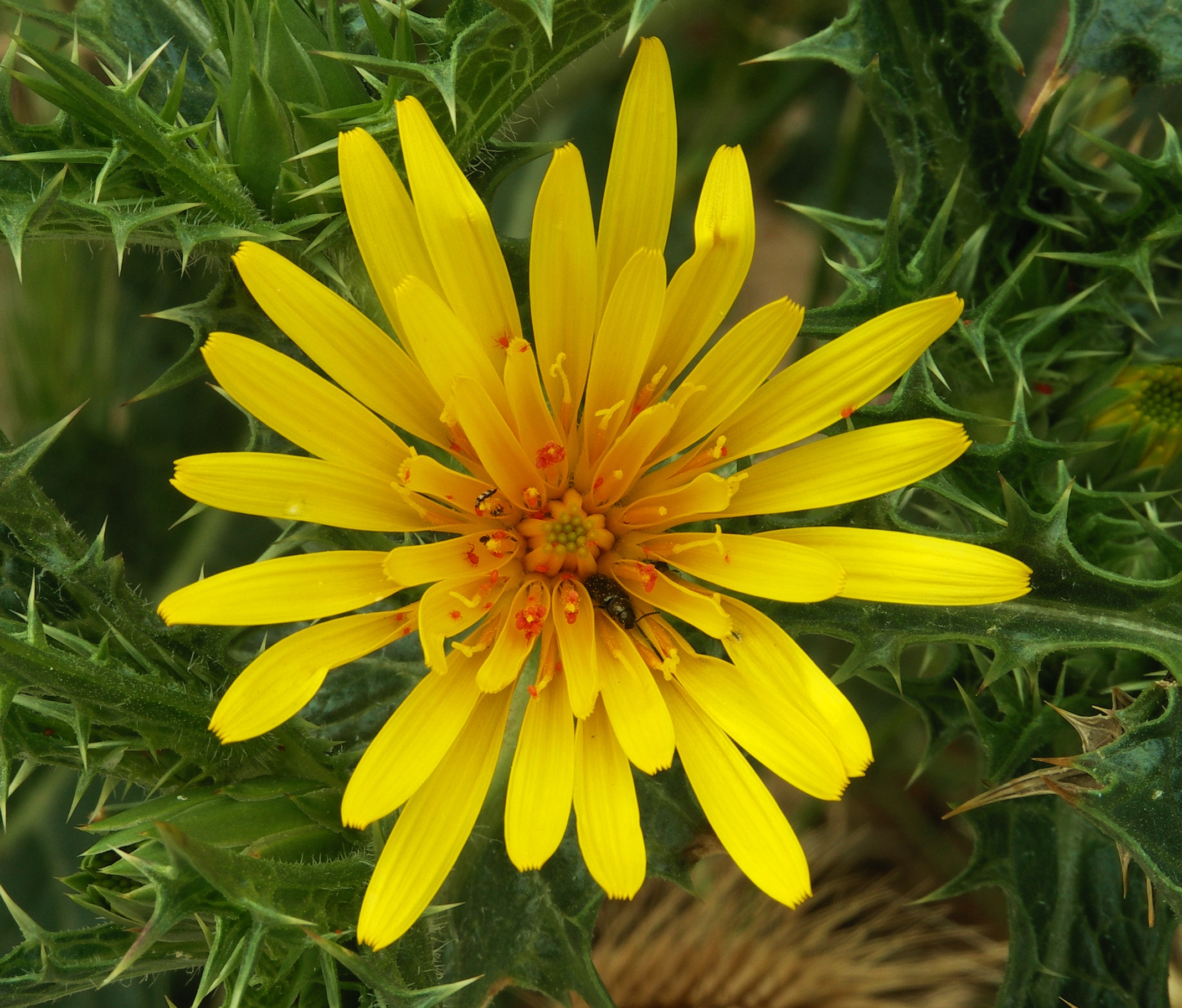 Yellow flower with critters