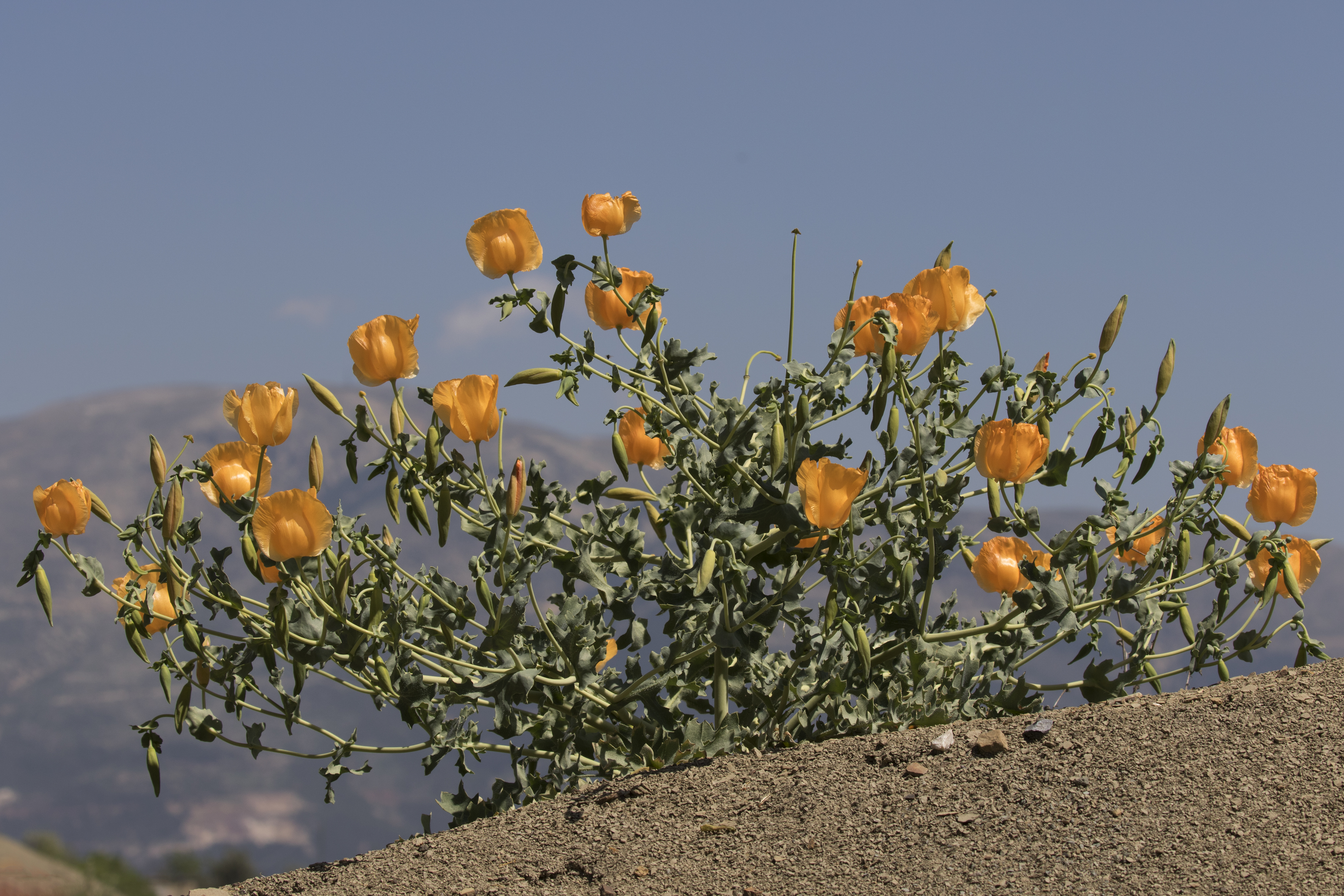 Yellow horned poppies - Glaucium sp 12