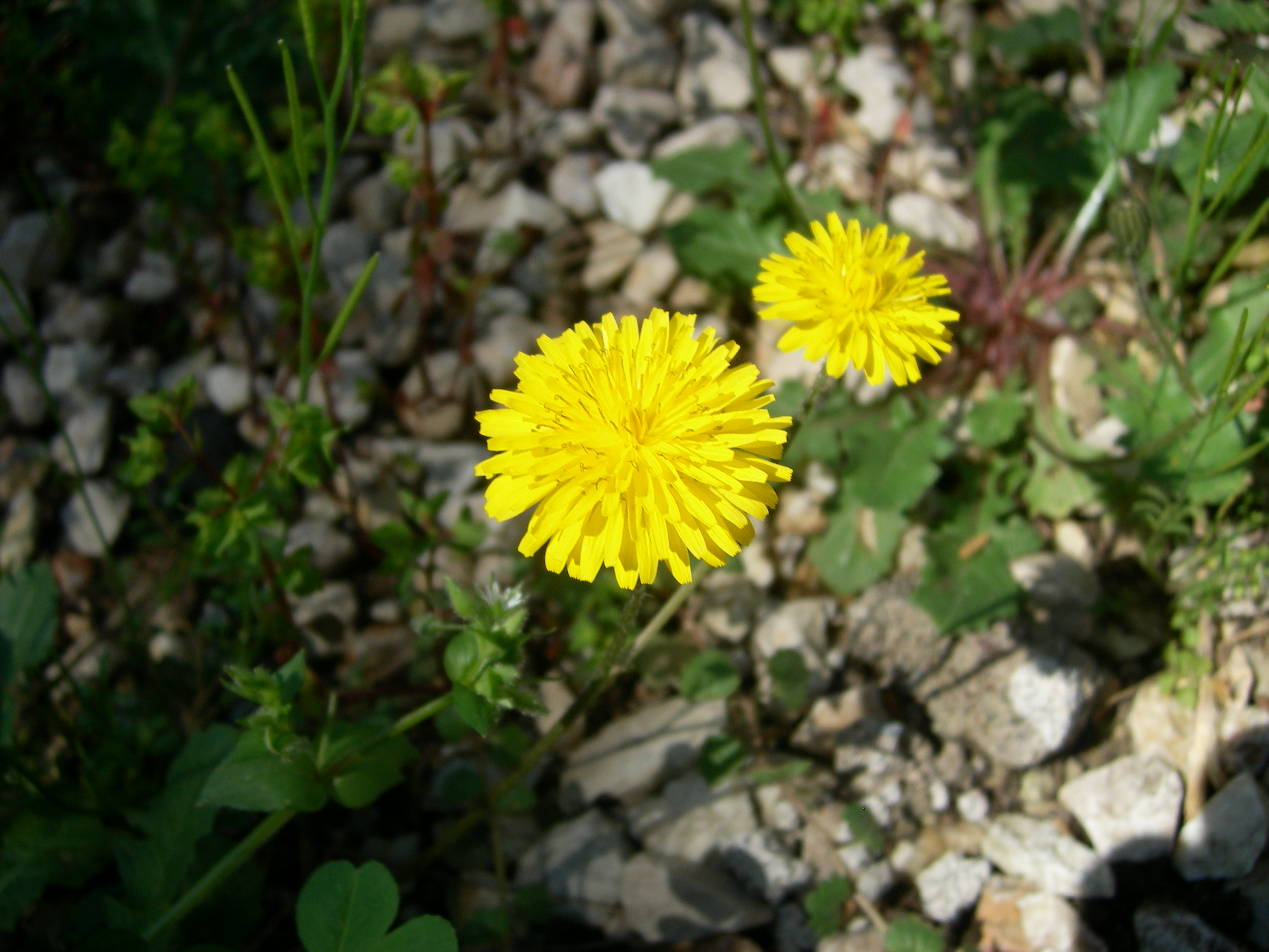 Yellow one