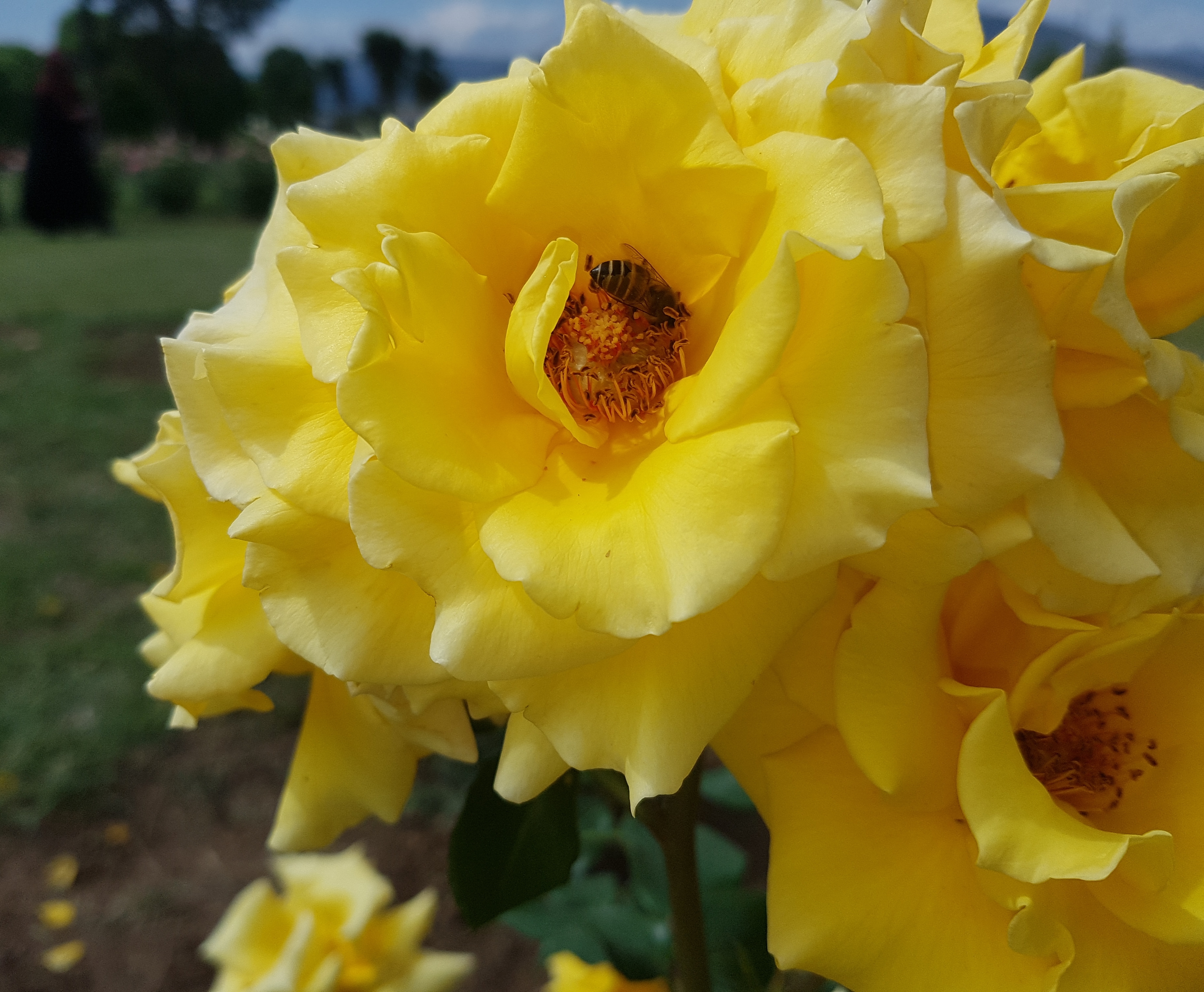 Yellow Rose 45