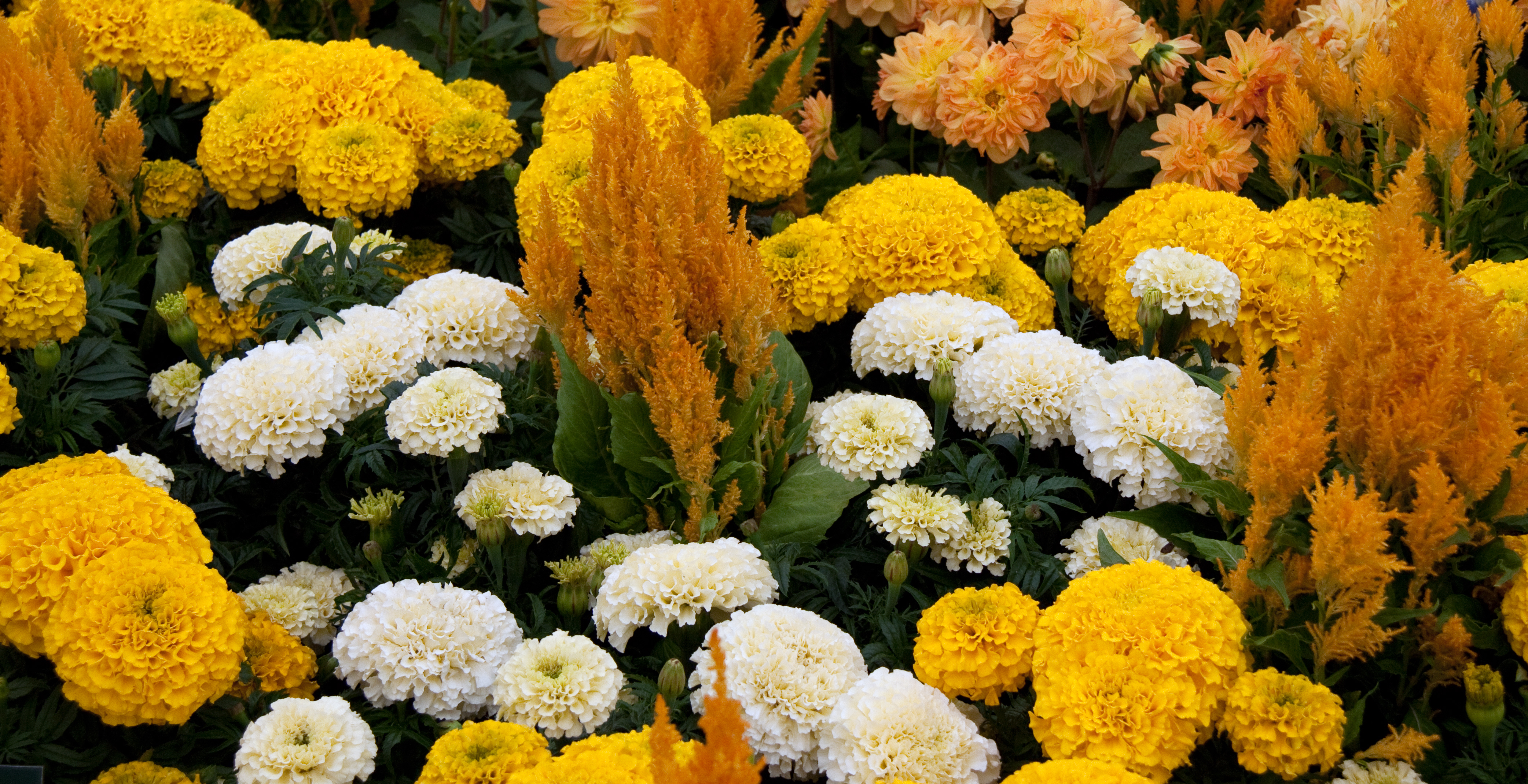 Yellows (5842875705)