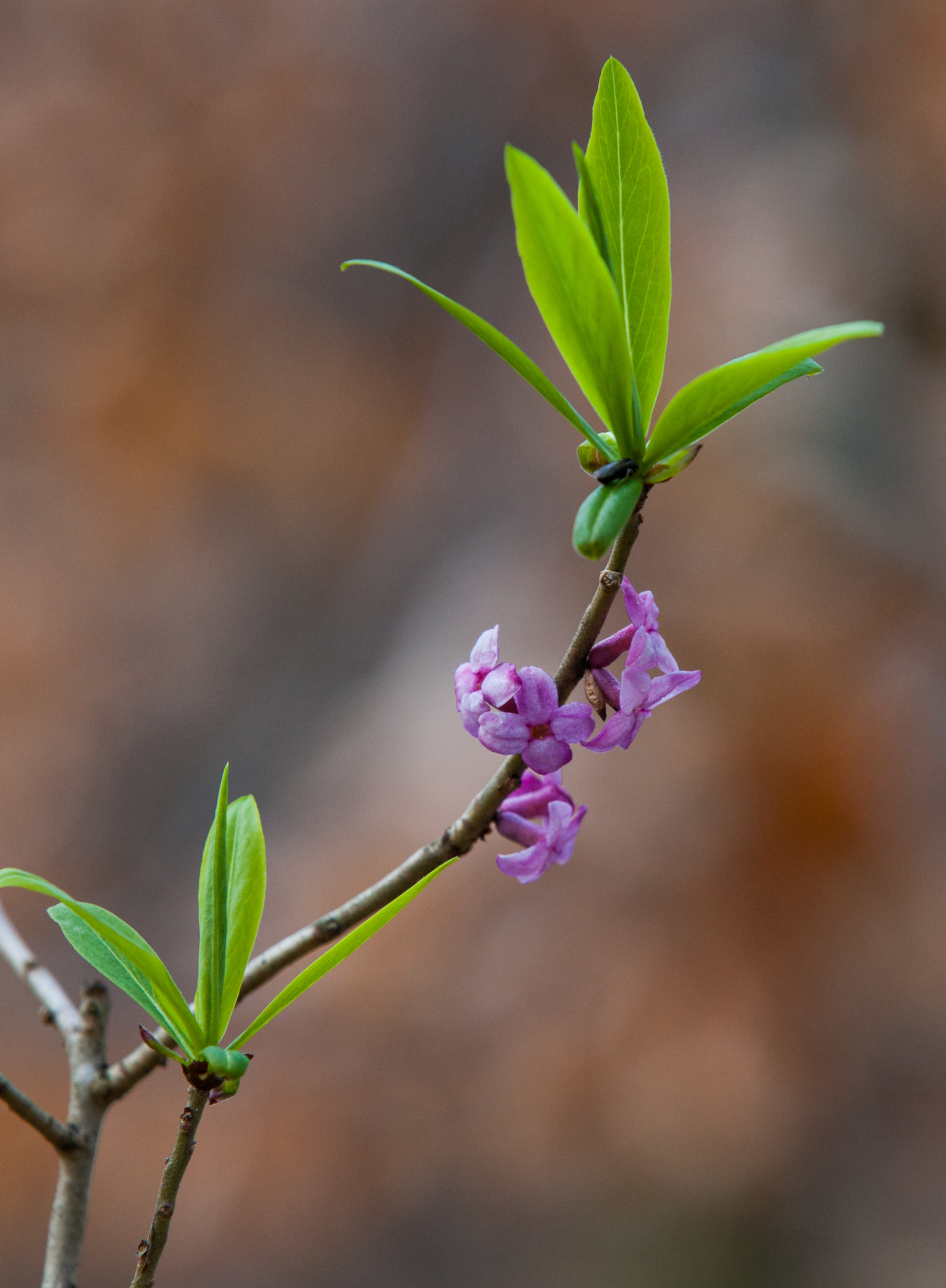 young leaves and blossom in a forest in Lviv region of Ukraine in March 2014