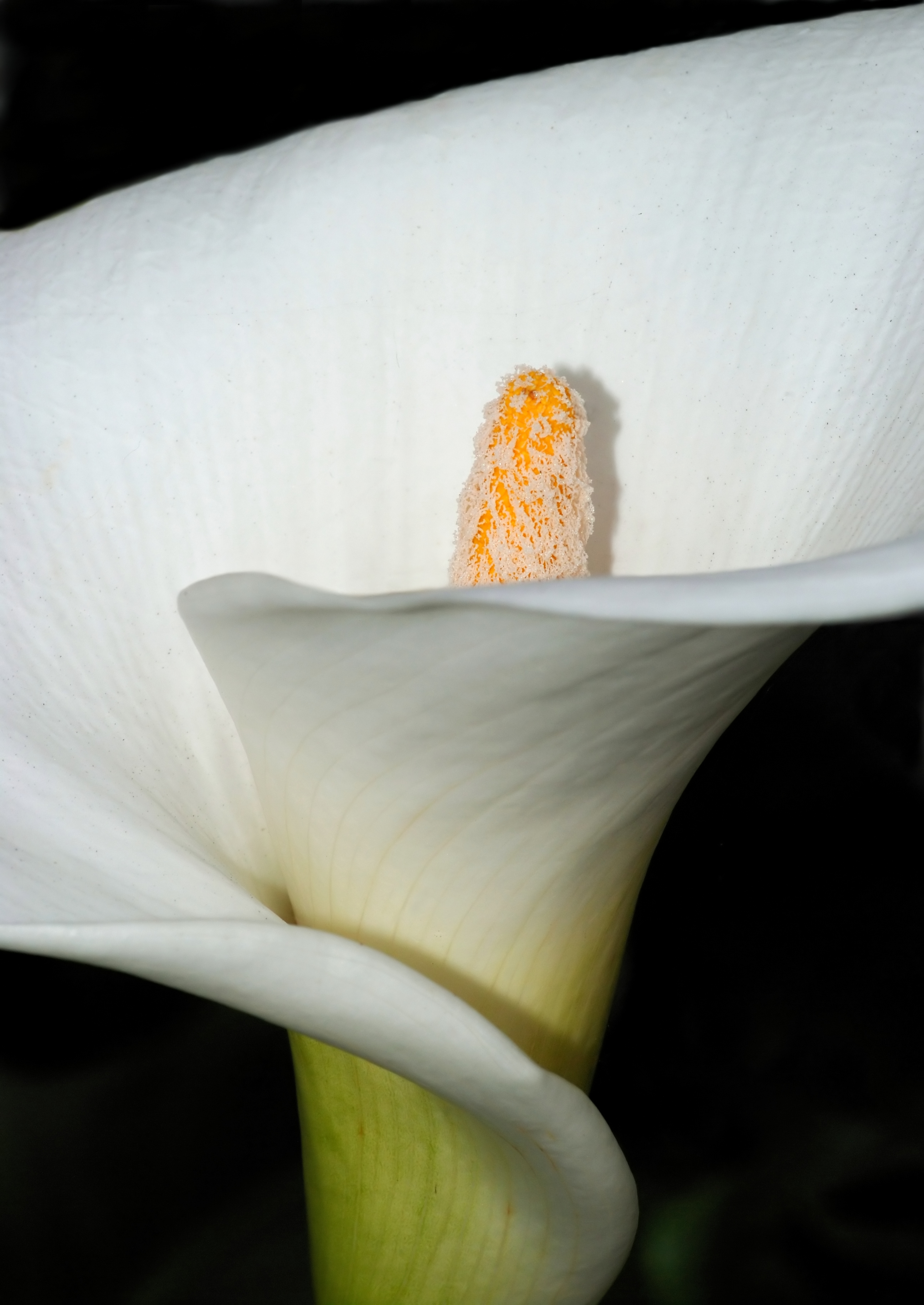 Zantedeschia January 2012-1a