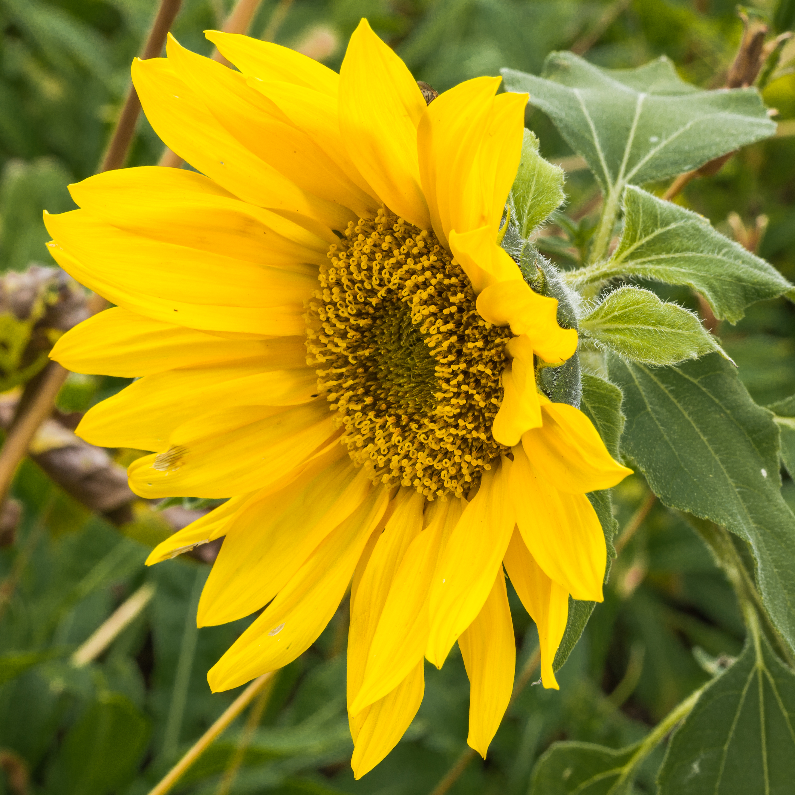 Zonnebloem (Helianthus annuus). (actm)