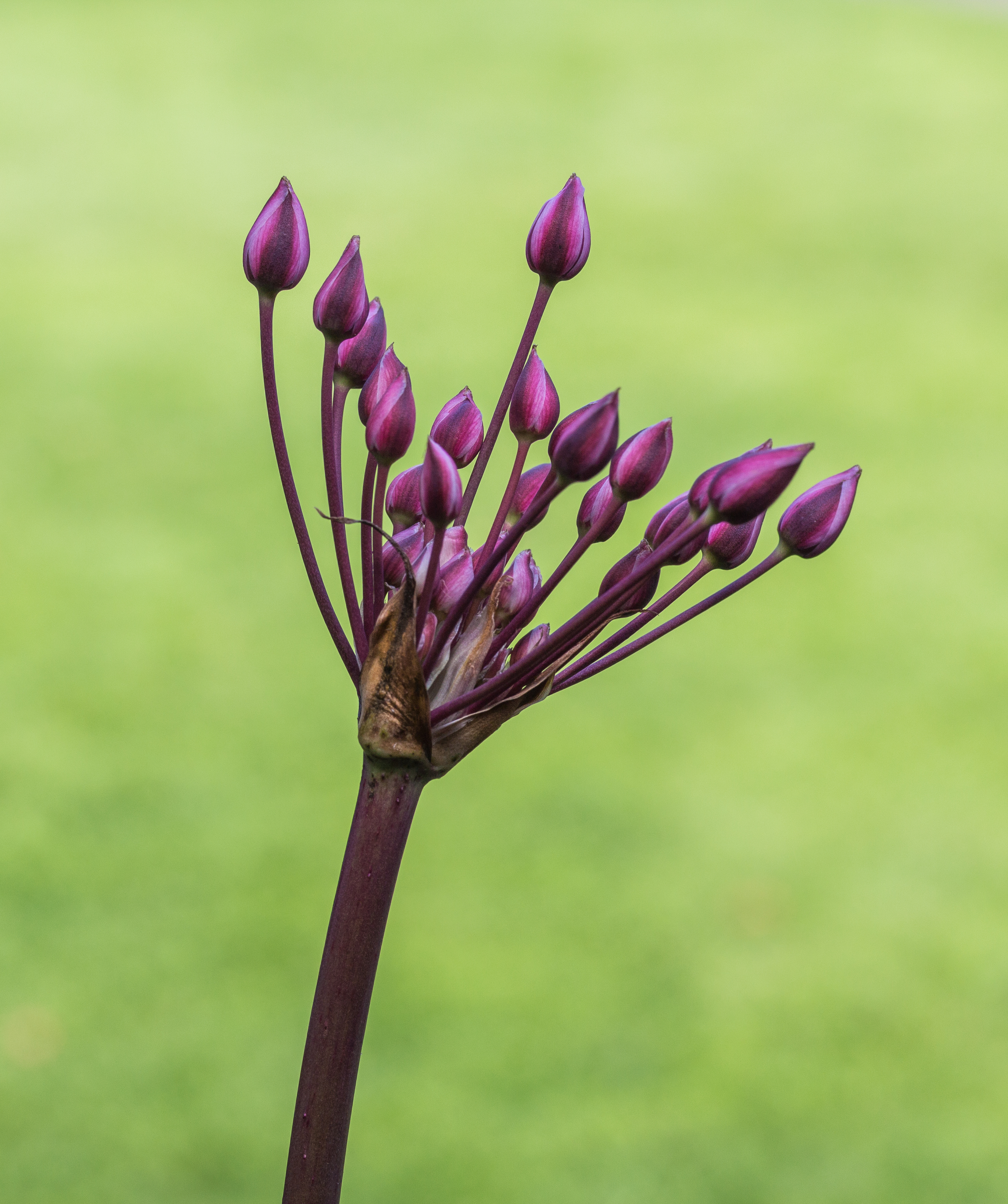 Zwanenbloem (Butomus umbellatus) 04