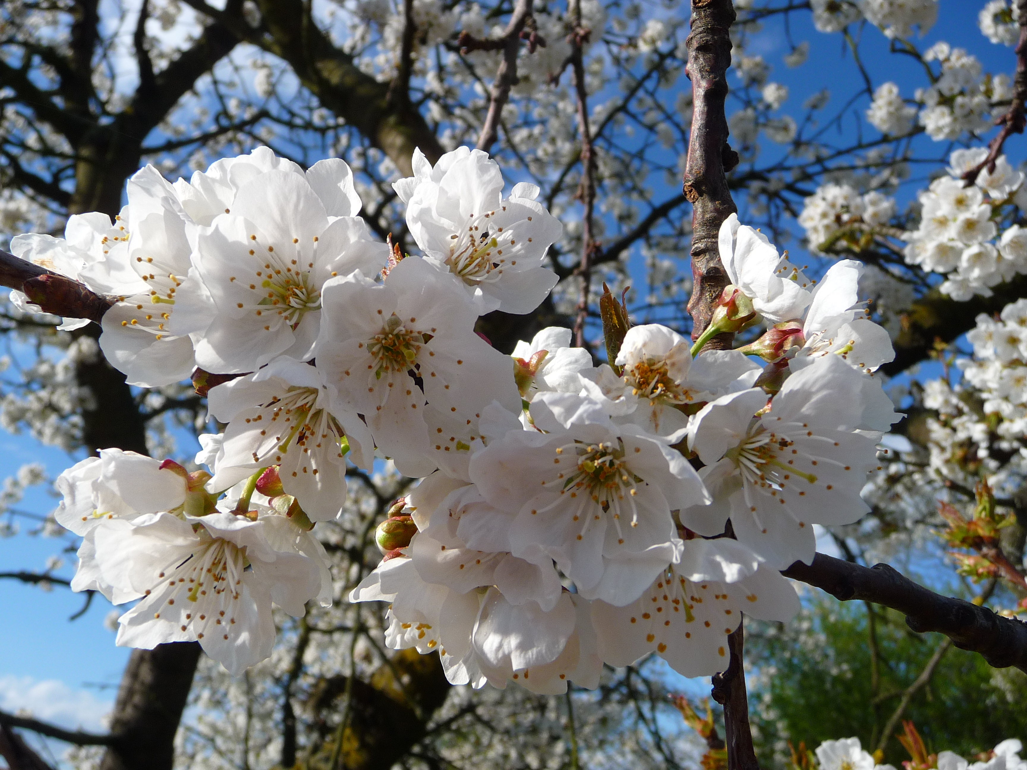 Zweig mit Kirschblüten