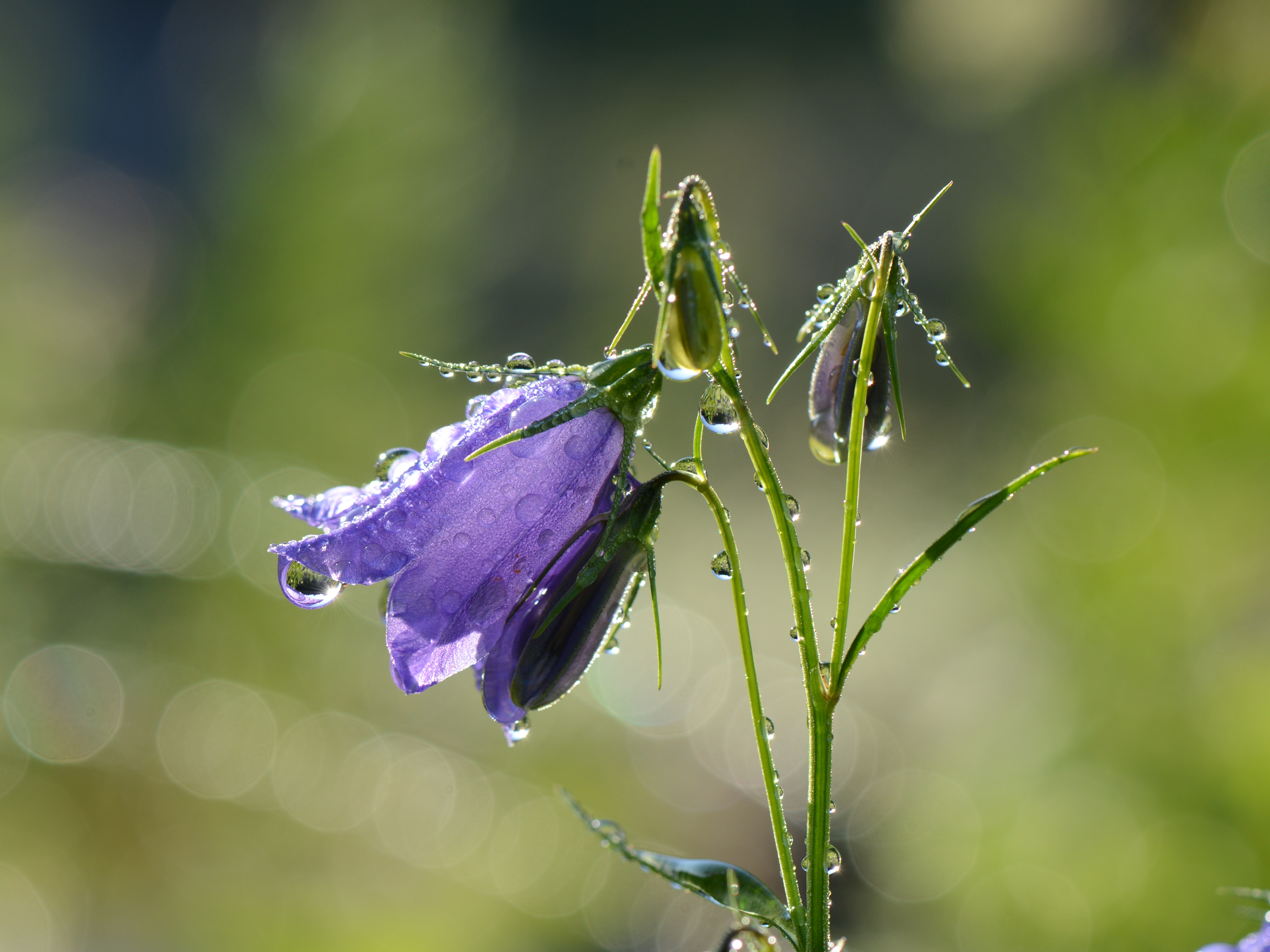 Zwerg-Glockenblume (Campanula cochleariifolia) 08