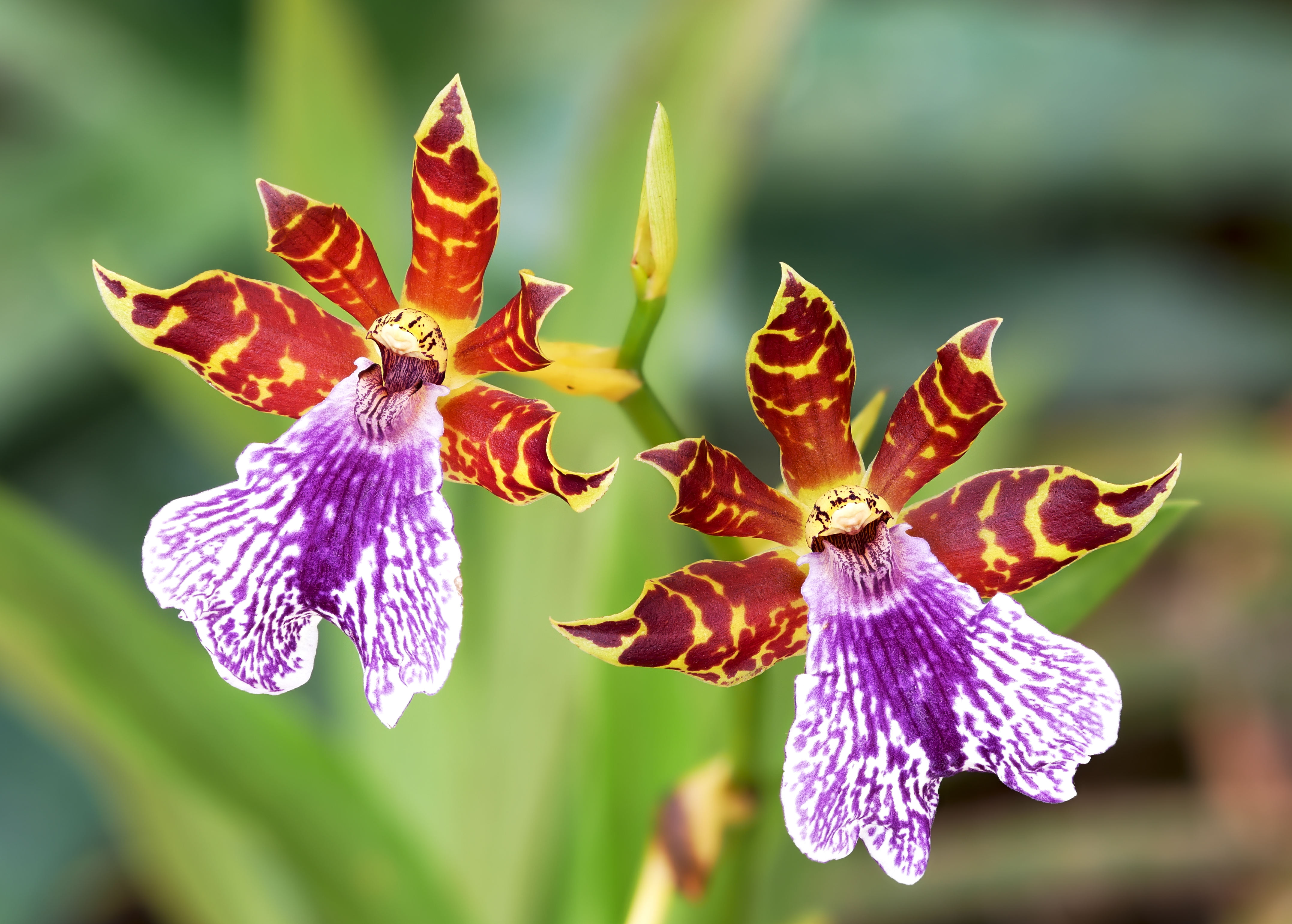 Zygopetalum 'Dunkle Blüte'