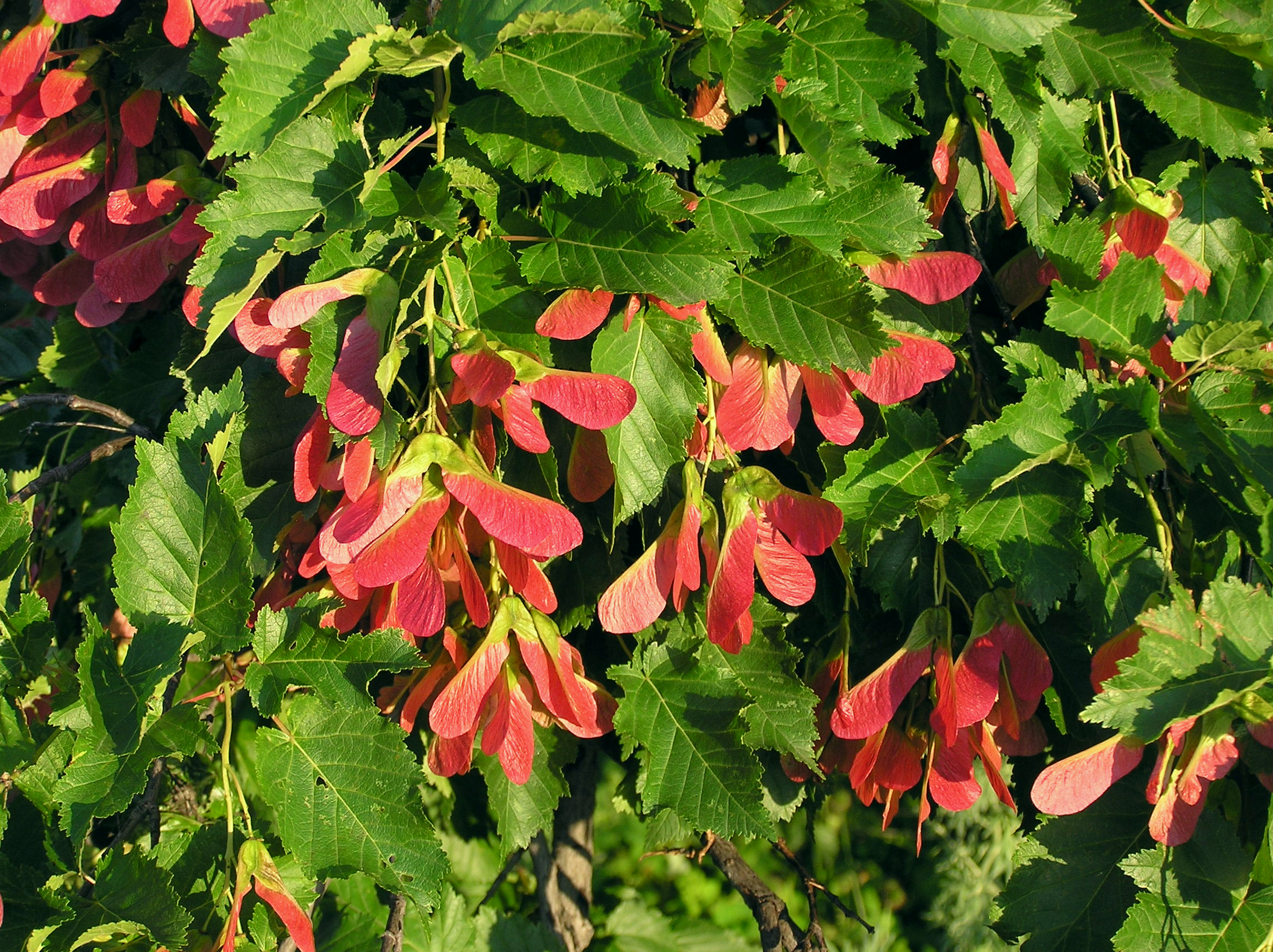 Acer tataricum (fruits)