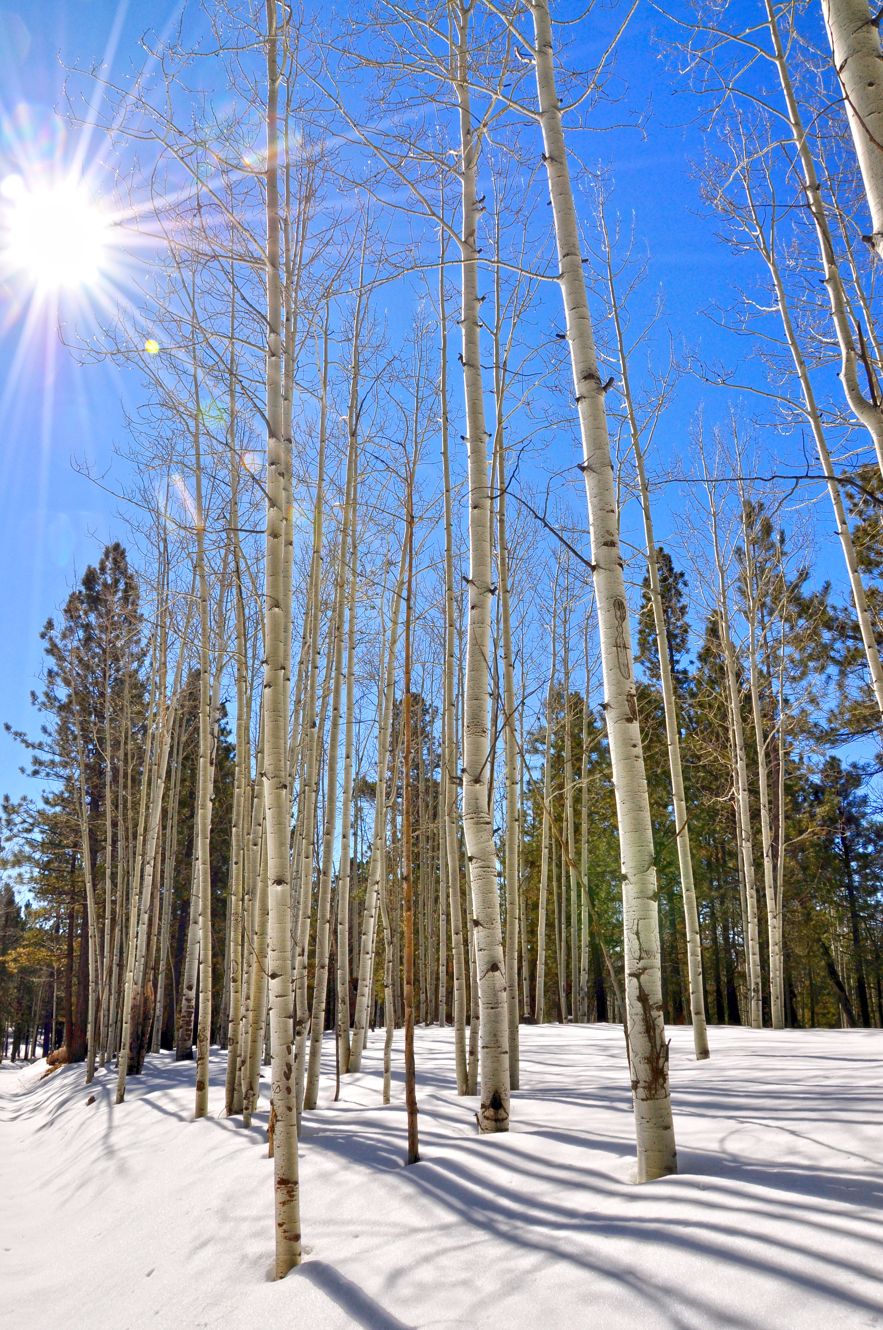 Aspen in the Sun (8454749970)